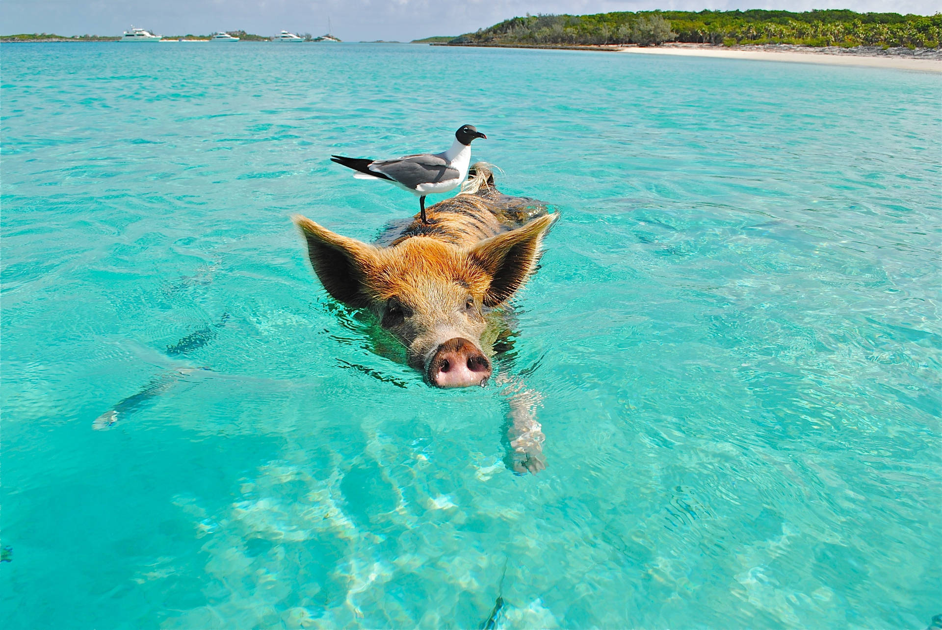 4k Ultra Hd Beach Pig Bird Background