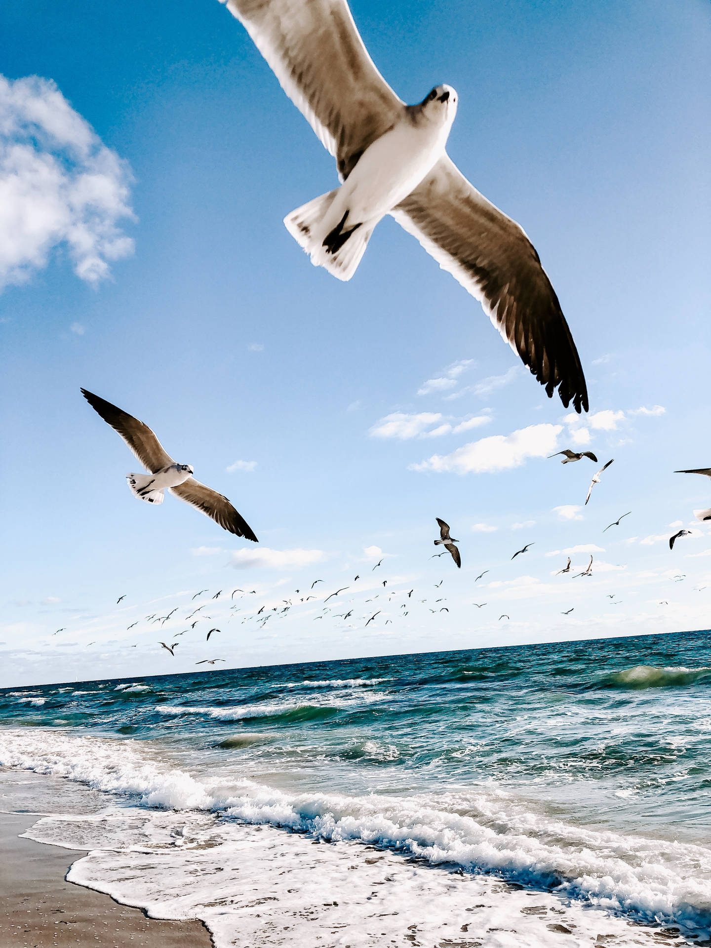 4k Ultra Hd Beach Seagulls Background