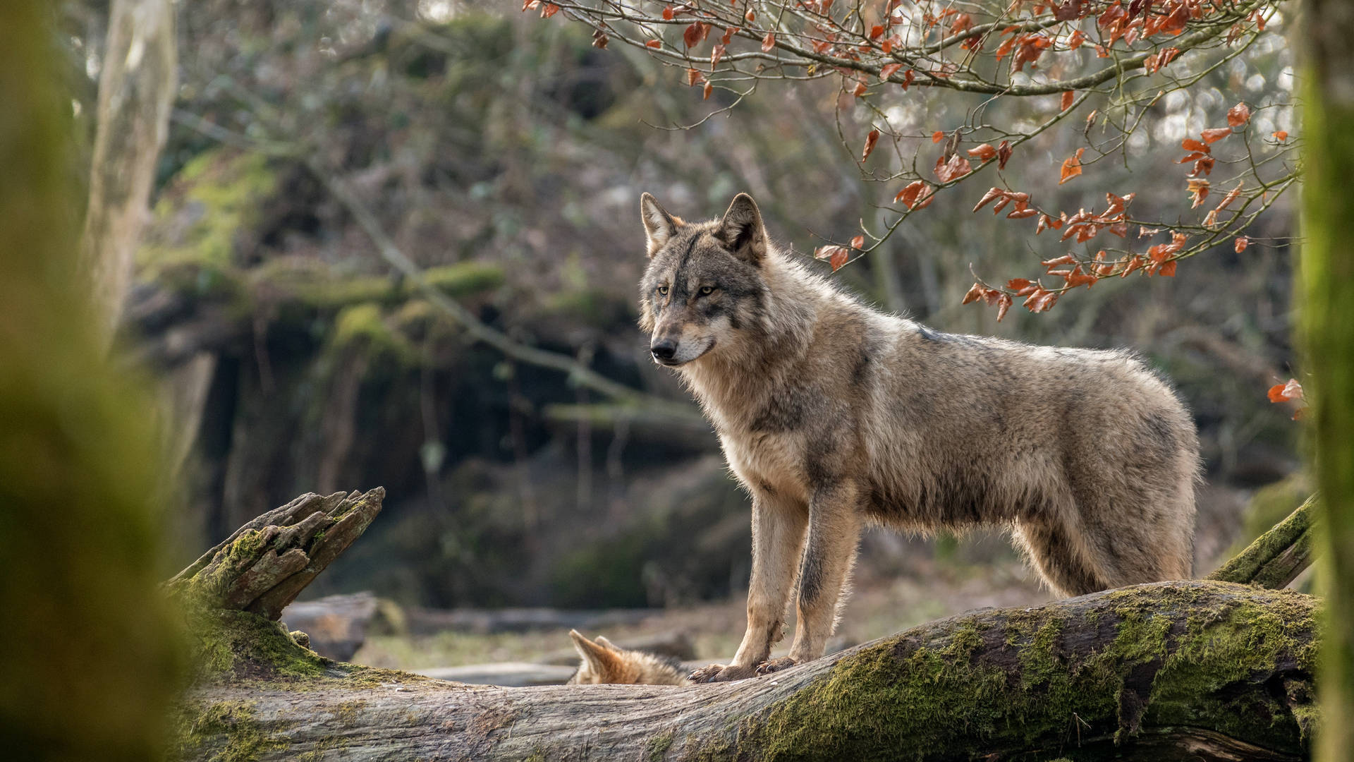 4k Ultra Hd Beautiful Wolf