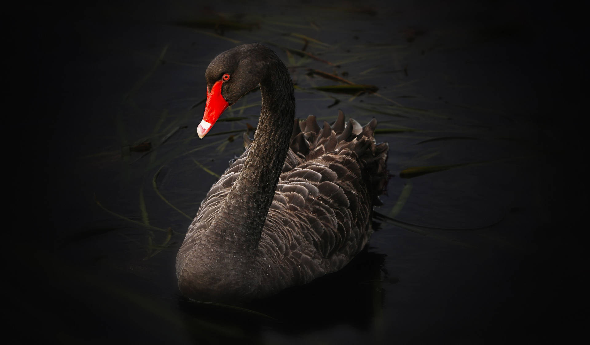 4k Ultra Hd Black Swan Background