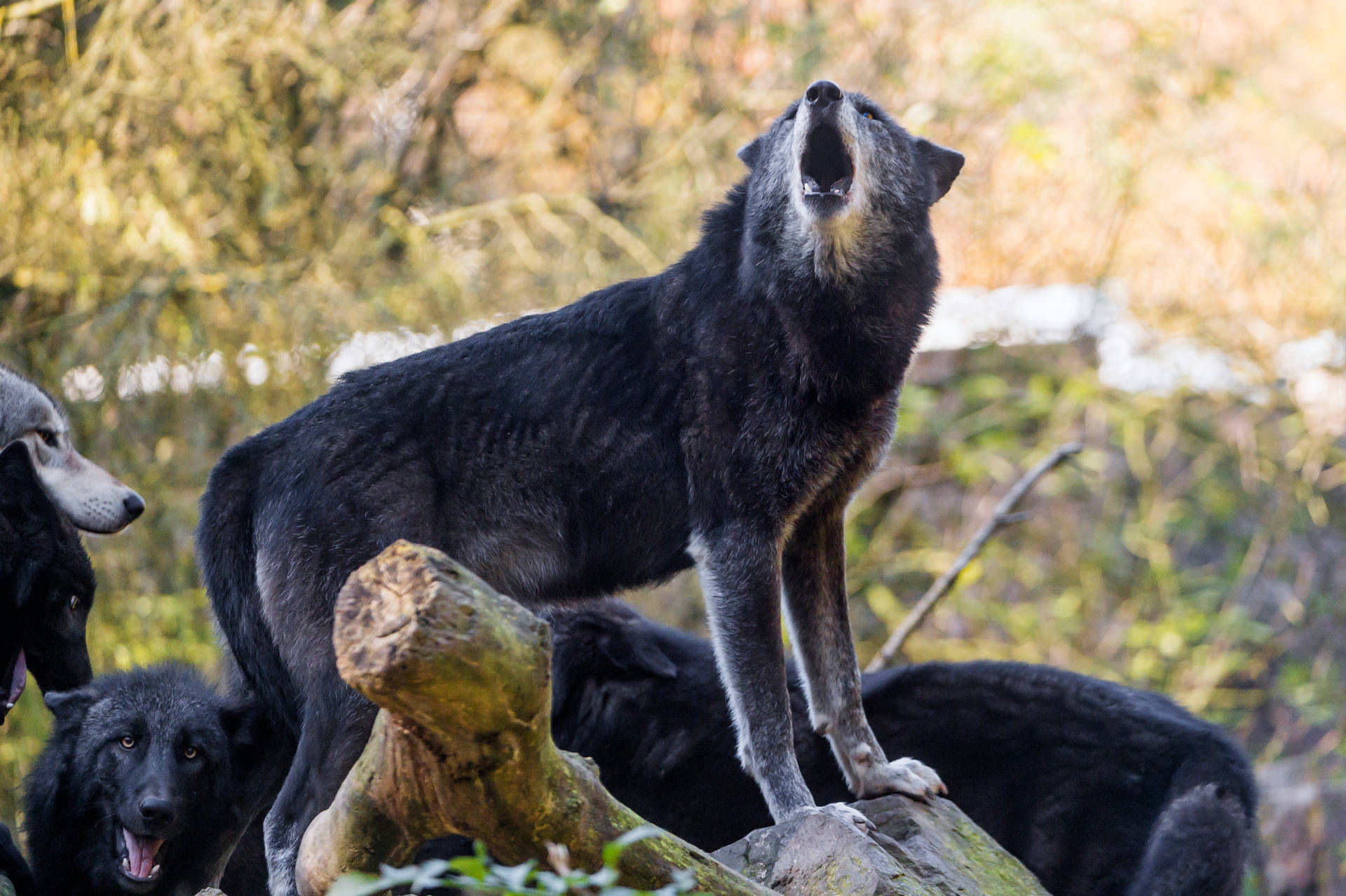 4k Ultra Hd Black Wolf Background