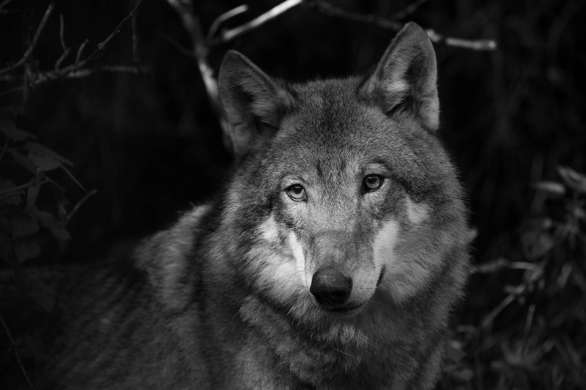 4k Ultra Hd Grayscale Photo Of Wolf Background