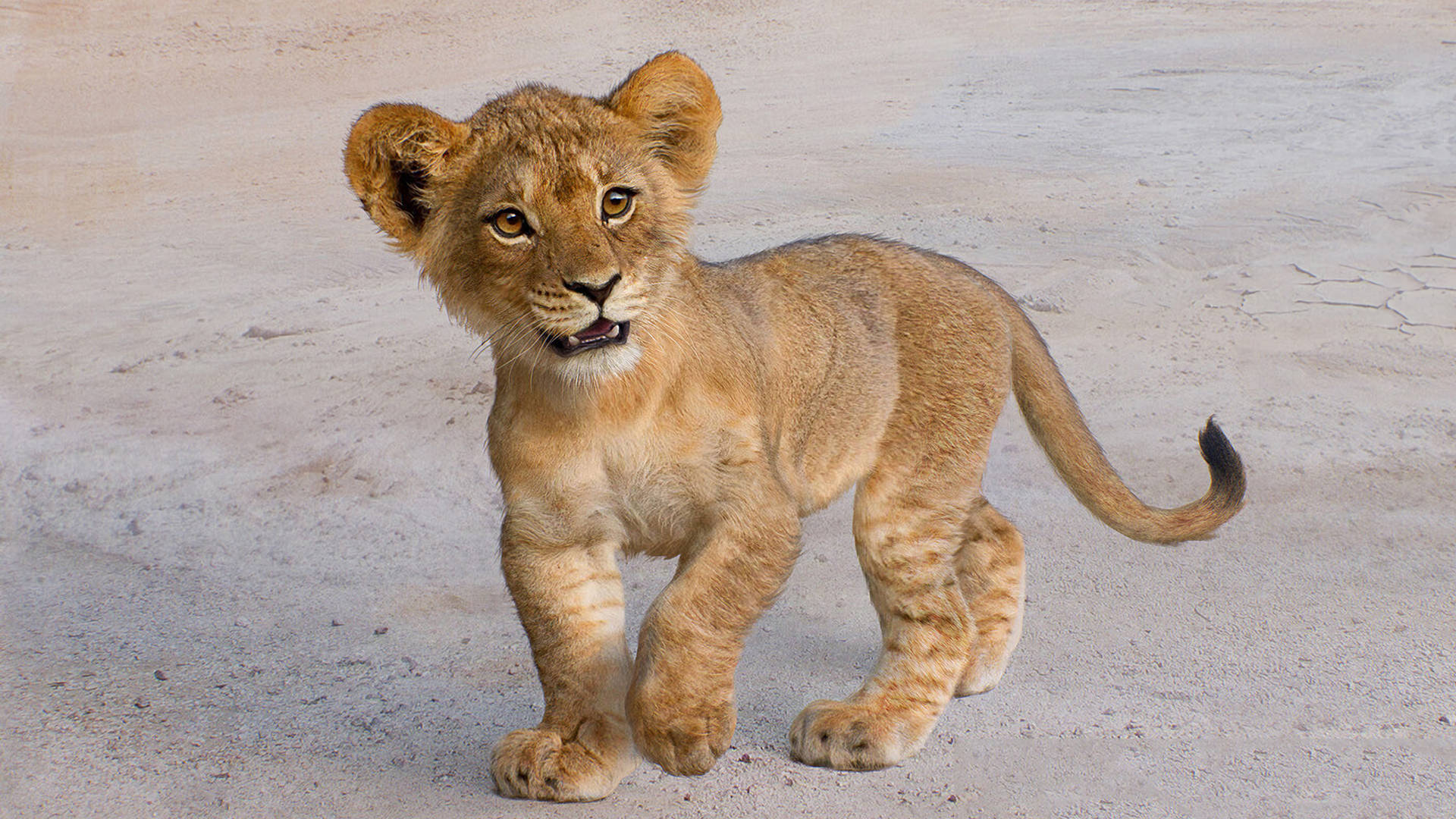 4k Ultra Hd Lions Cute Cub Background