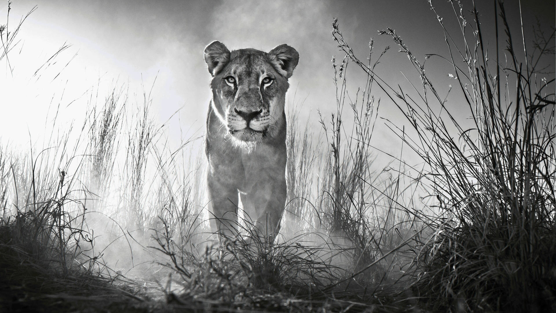 4k Ultra Hd Lions Monochrome Background