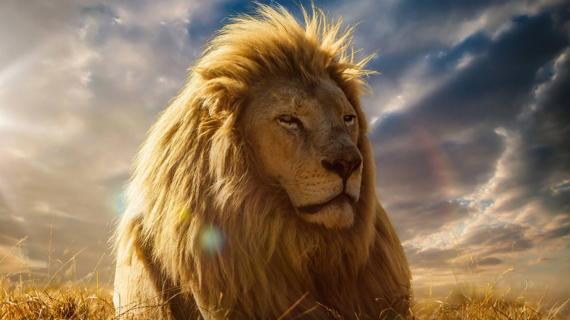 4k Ultra Hd Lions Mufasa Background