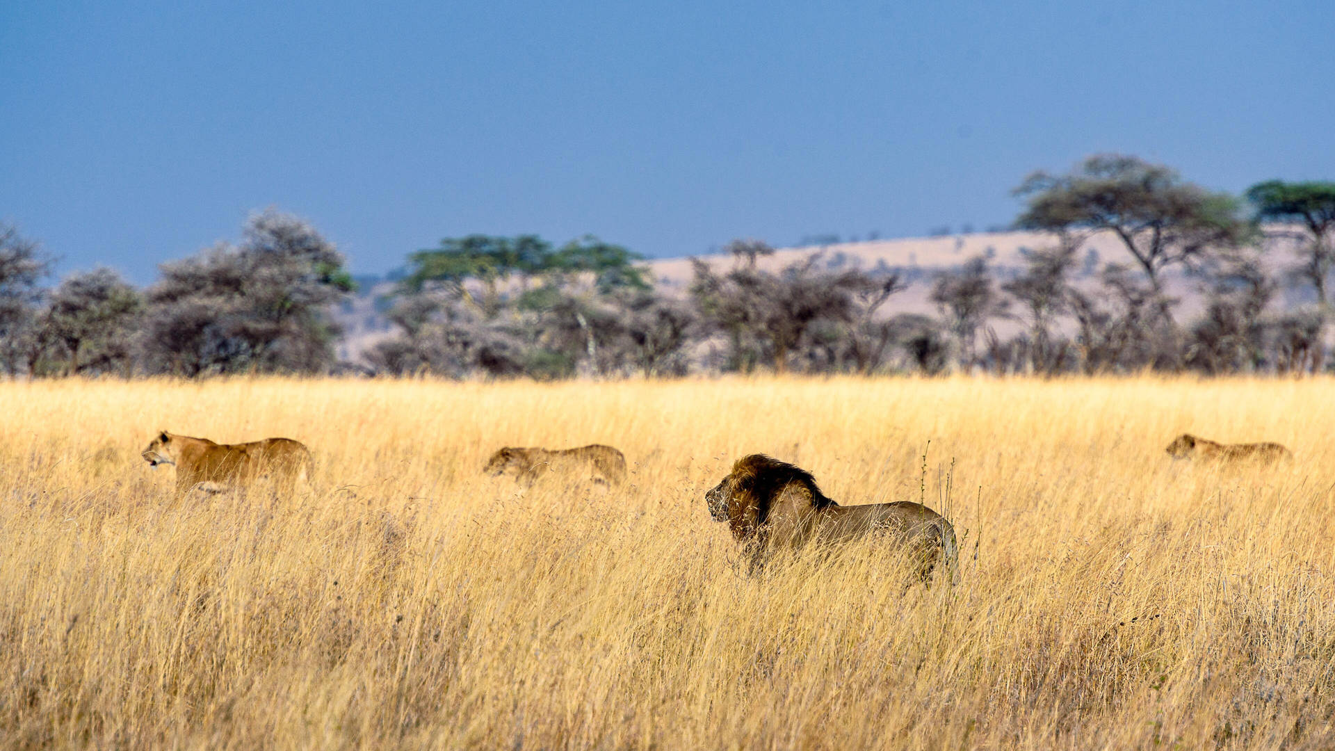 4k Ultra Hd Lions On Yellow Grass