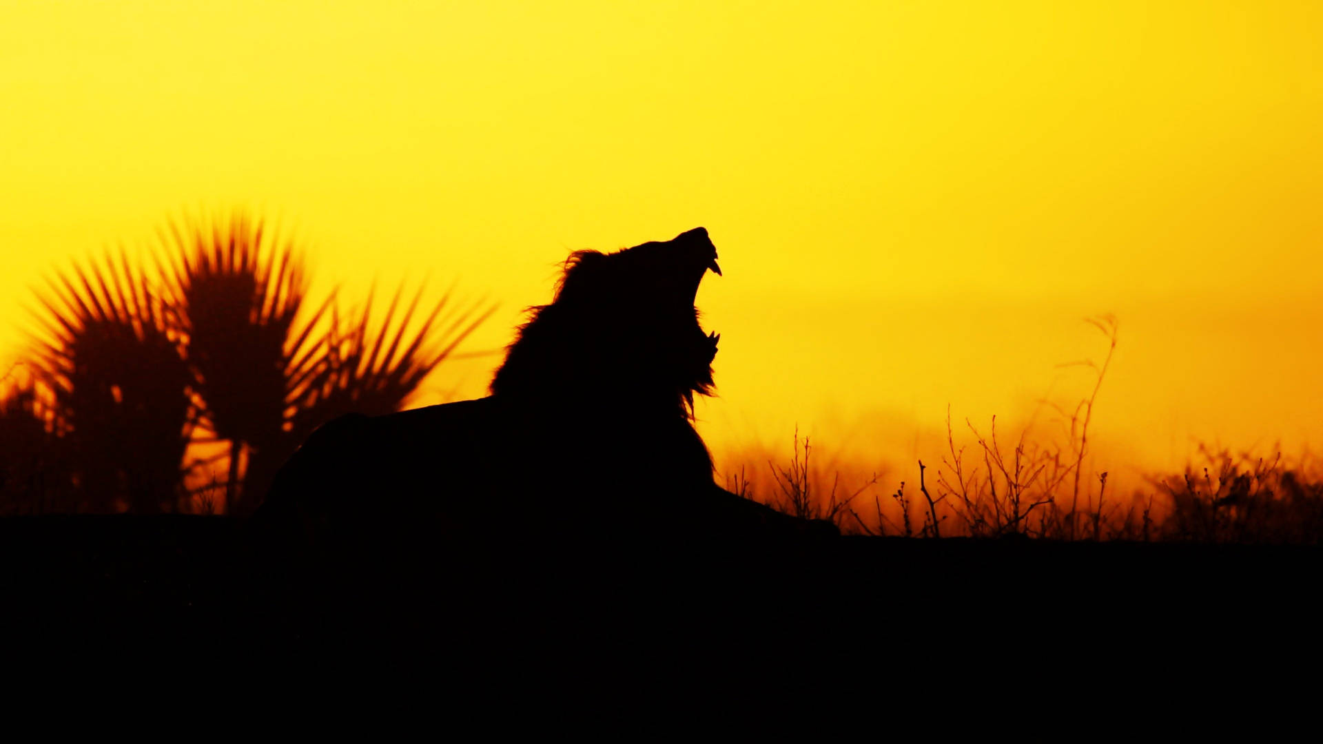 4k Ultra Hd Lions Roaring Silhouette Background