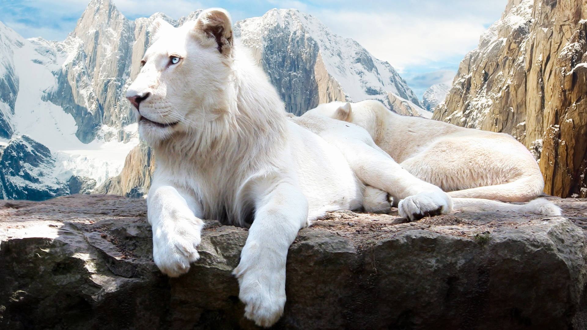 4k Ultra Hd Lions White Mane Background