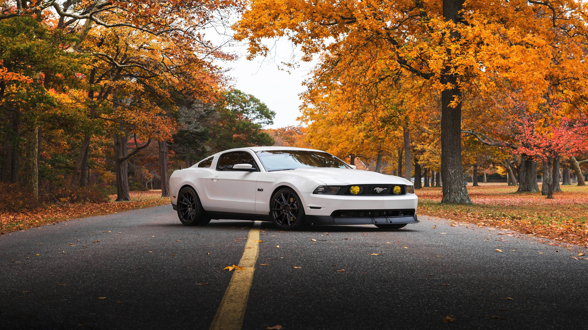 4k Ultra Hd Mustang Car During Autumn Background