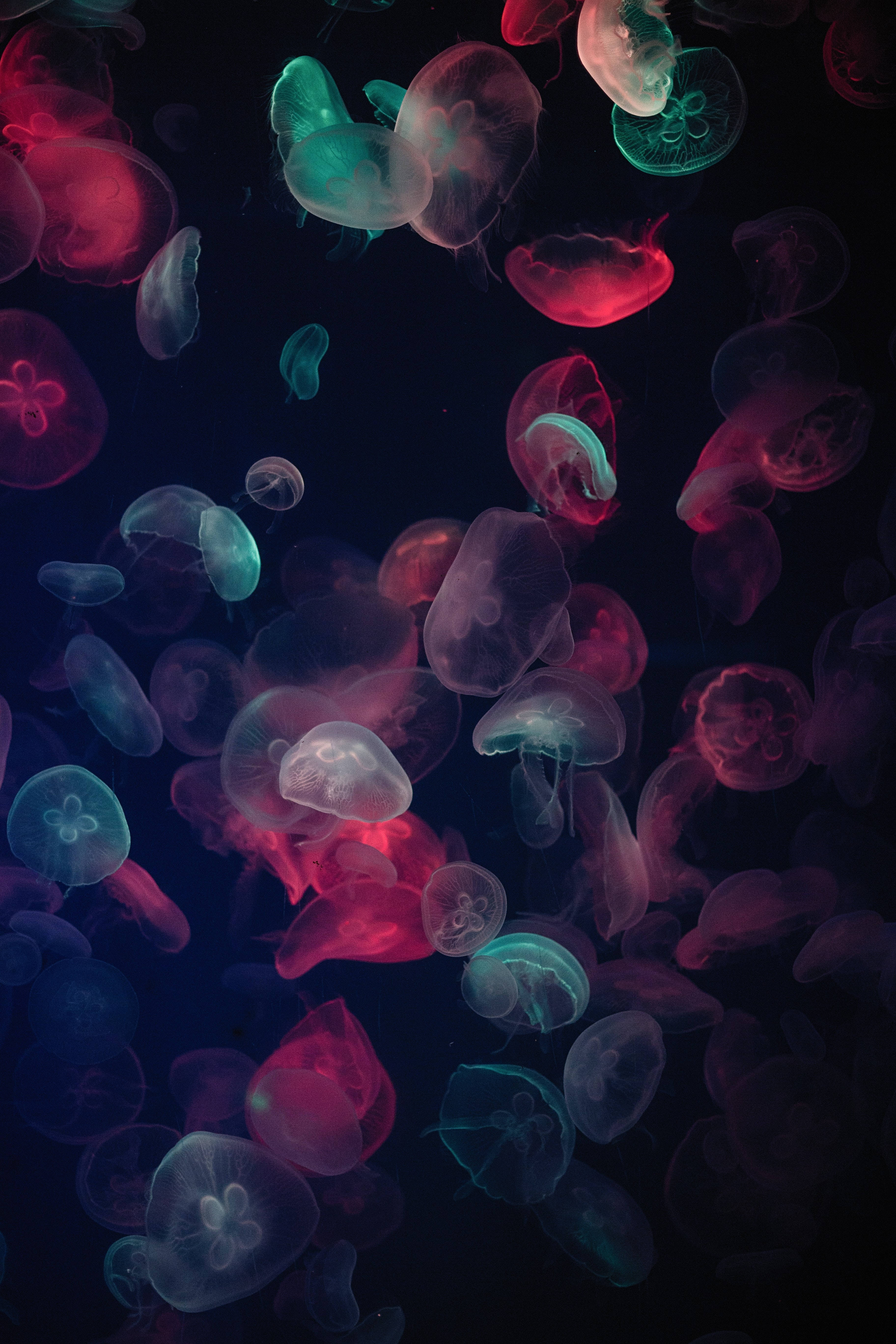 4k Ultra Hd Phone Colorful Jellyfishes