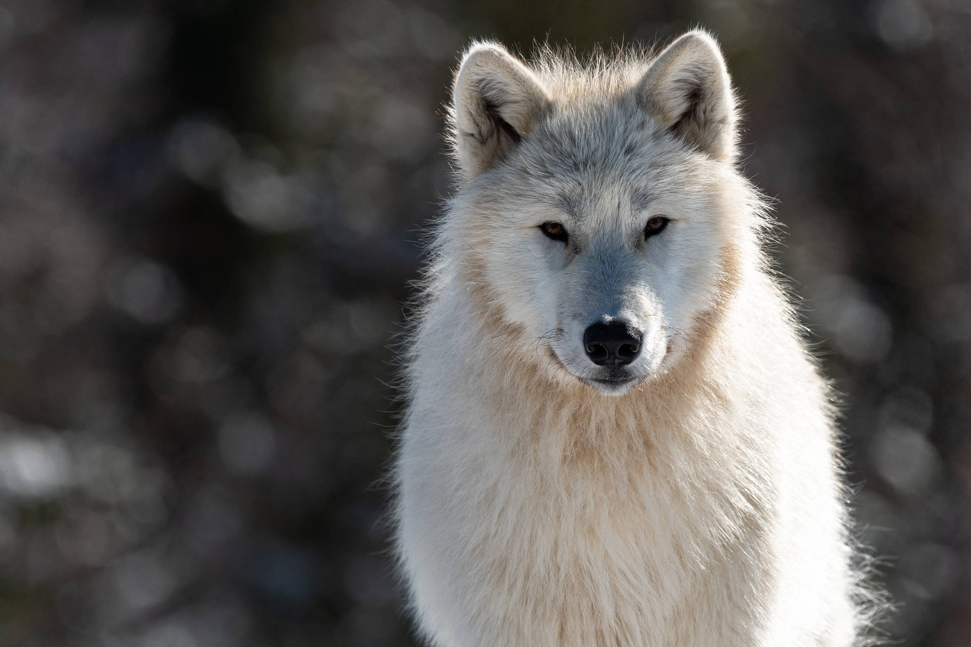 4k Ultra Hd Photo Of White Wolf Background