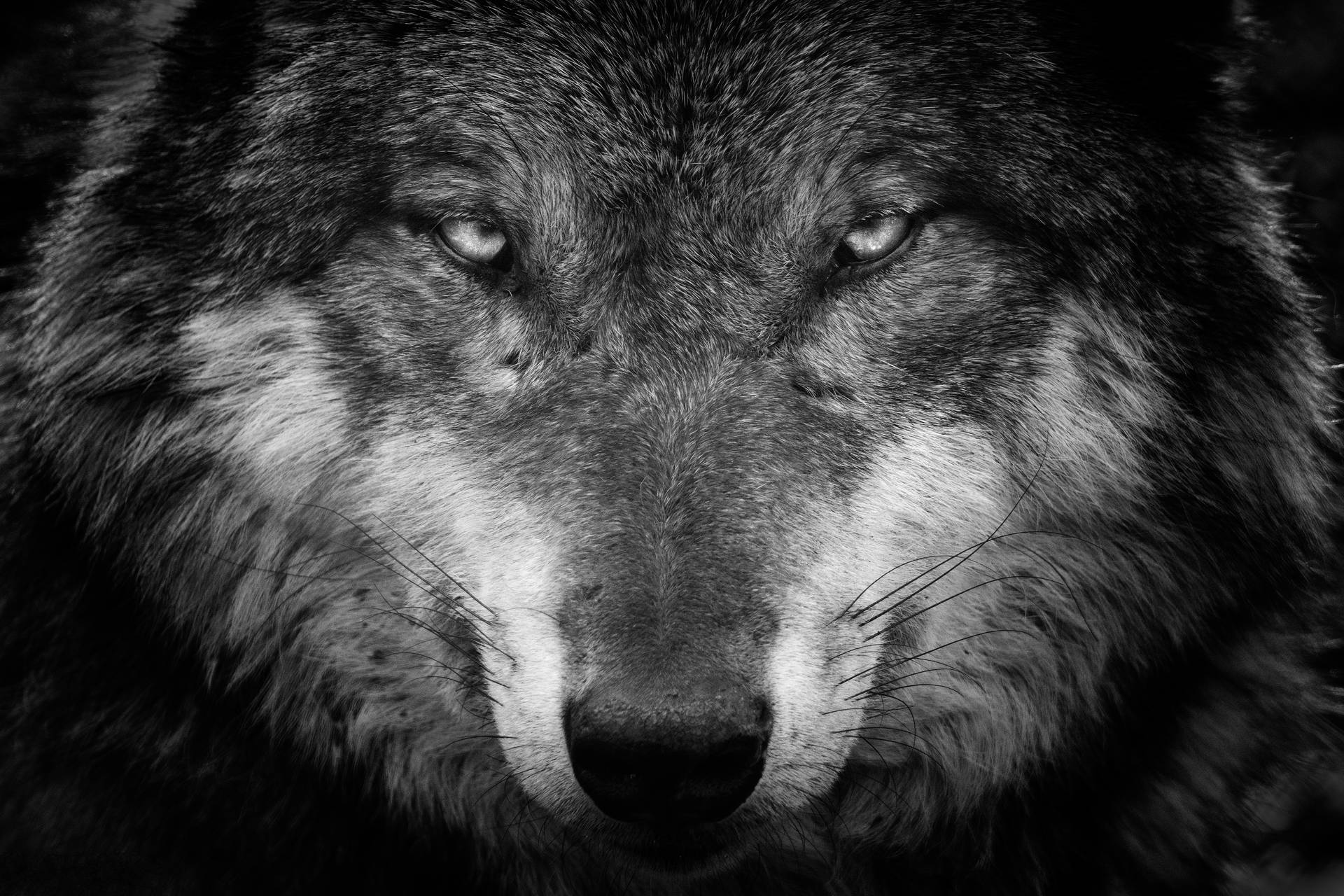 4k Ultra Hd Photo Of Wolf Face