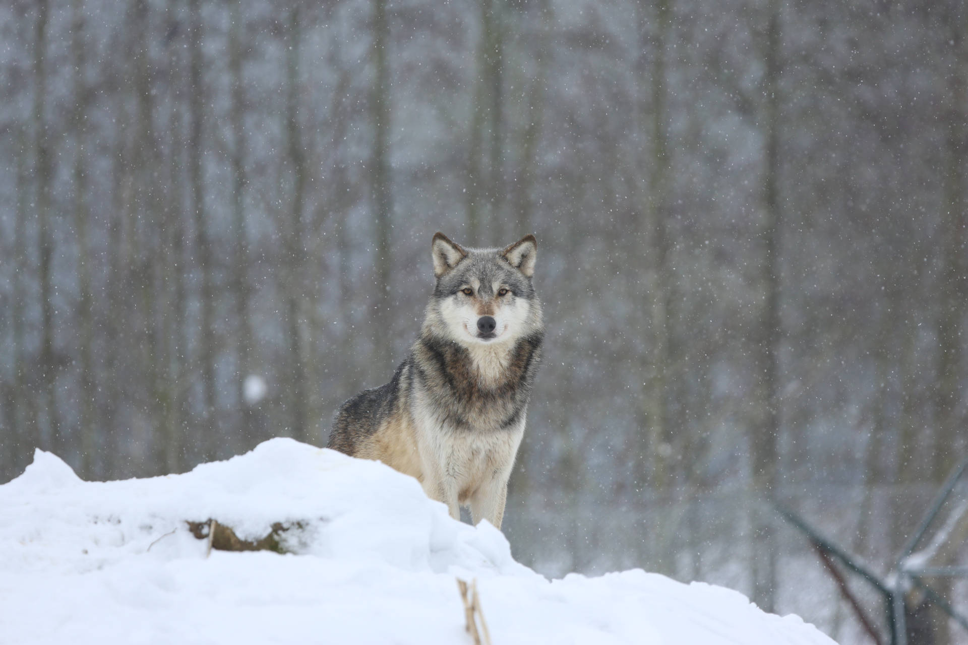 4k Ultra Hd Photo Of Wolf Looking Background