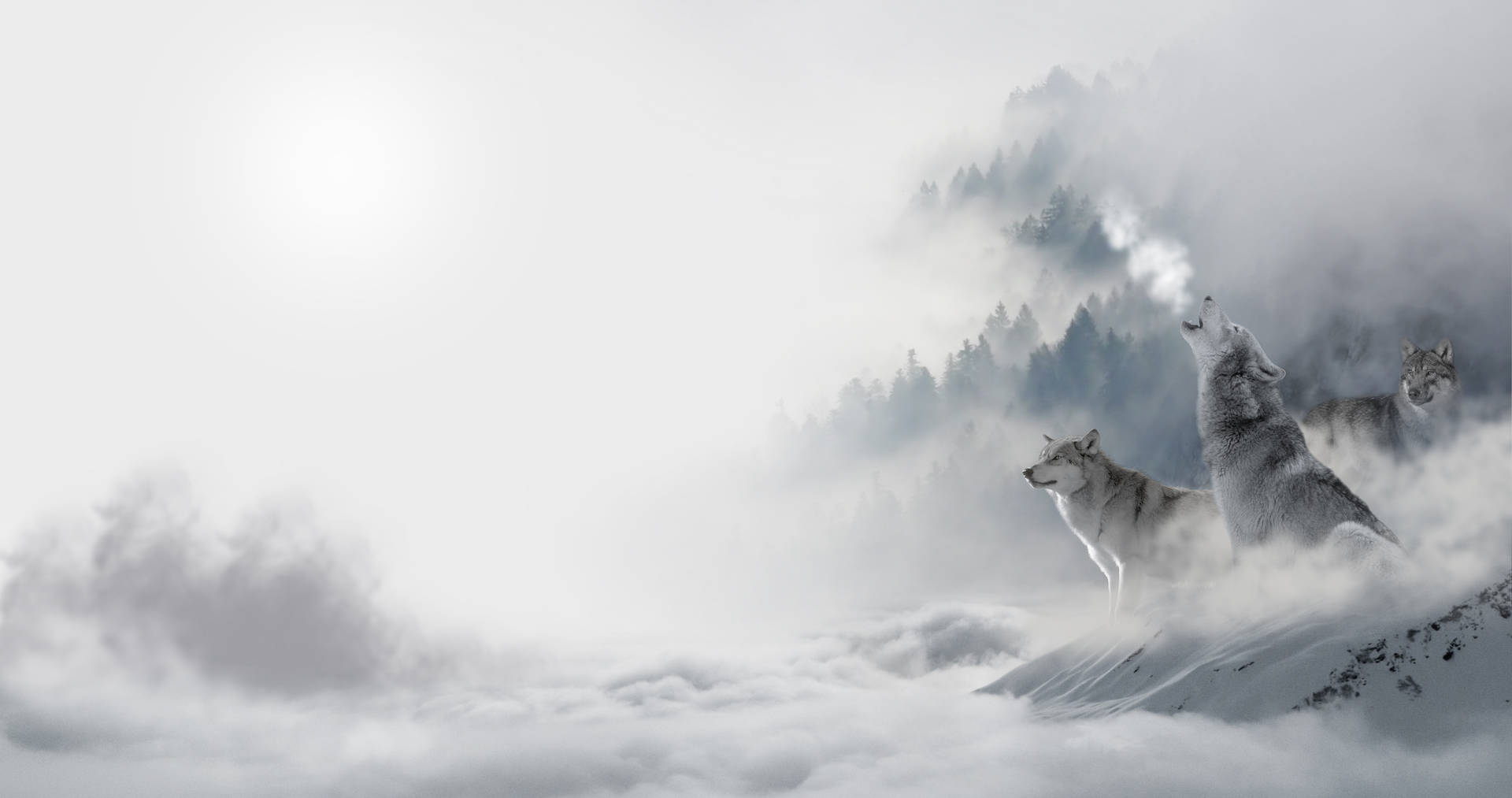 4k Ultra Hd Wolf In Fog