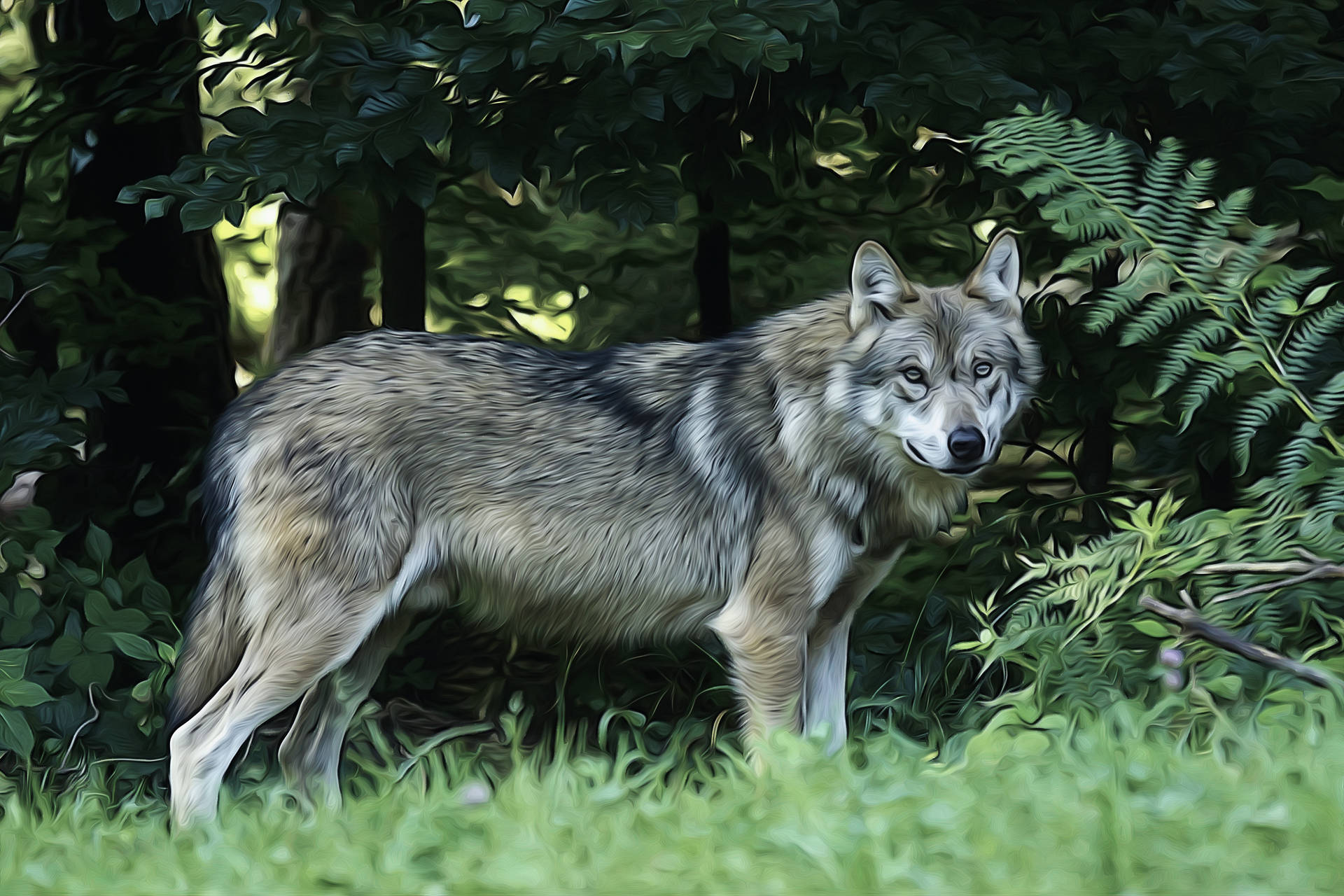 4k Ultra Hd Wolf In Nature Background