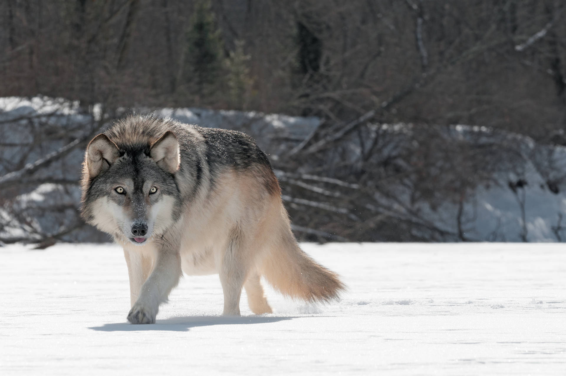 4k Ultra Hd Wolf On Snow Background