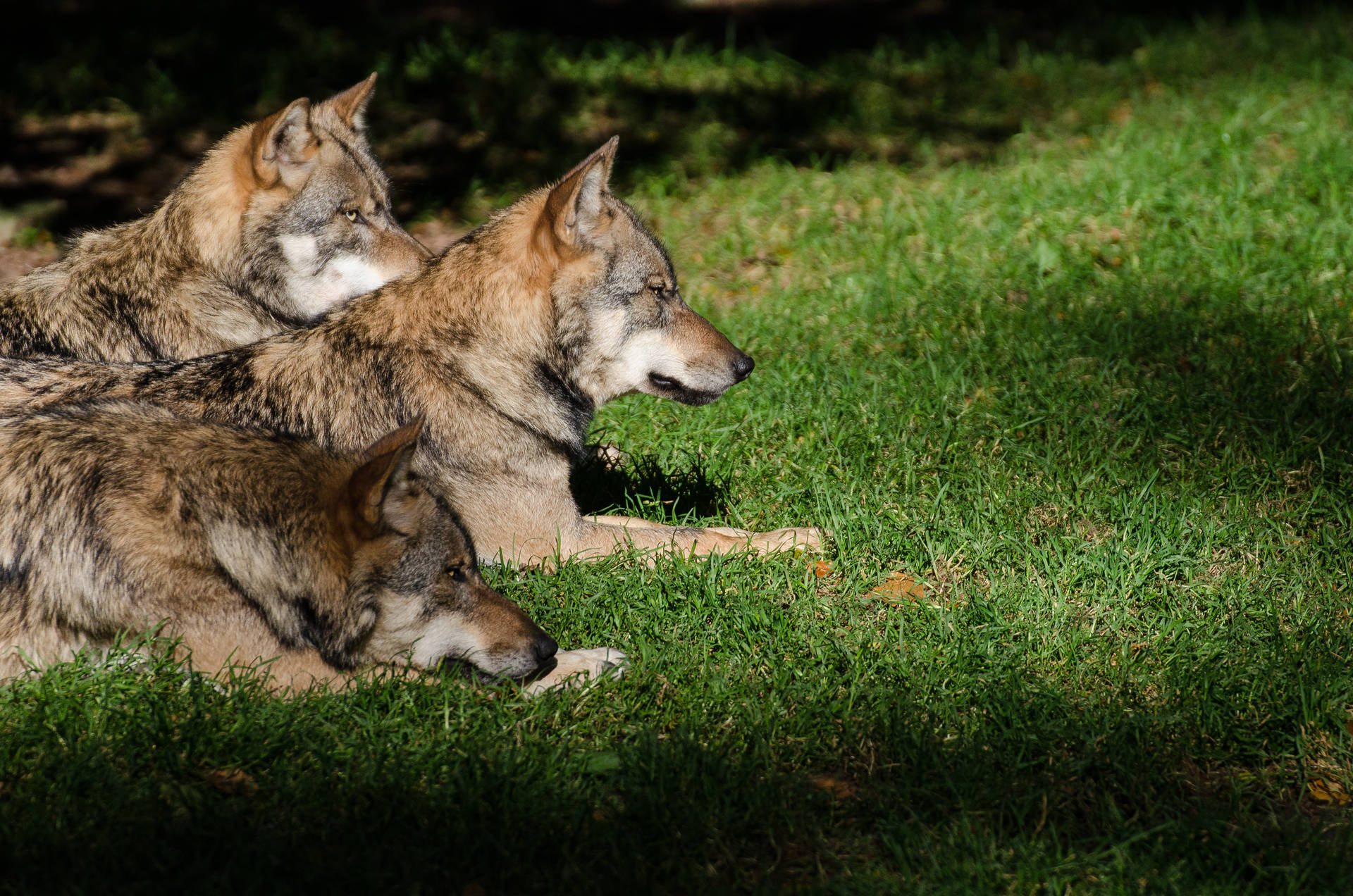 4k Ultra Hd Wolf Pack Background