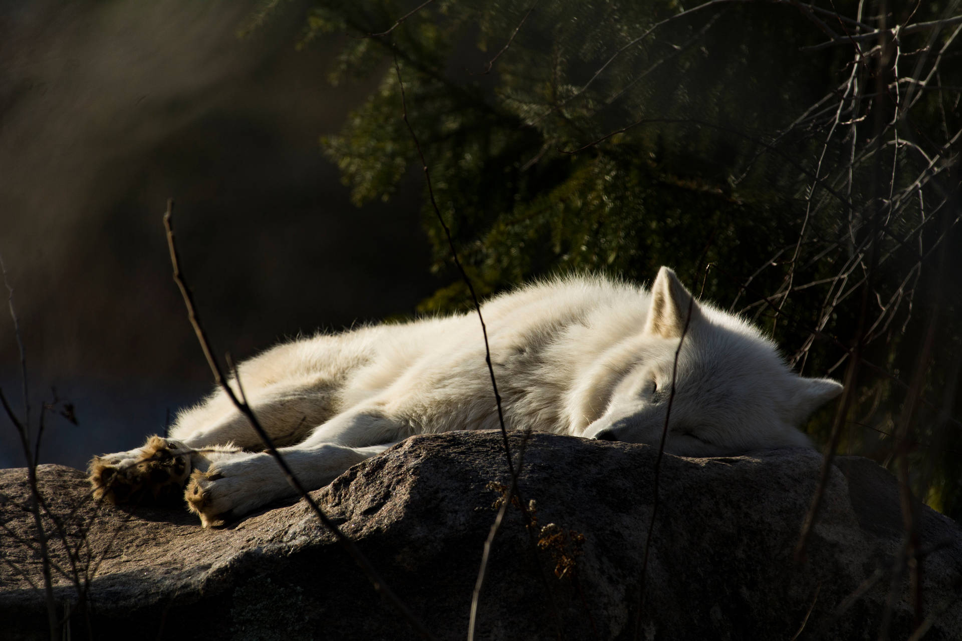 4k Ultra Hd Wolf Sleeping Background