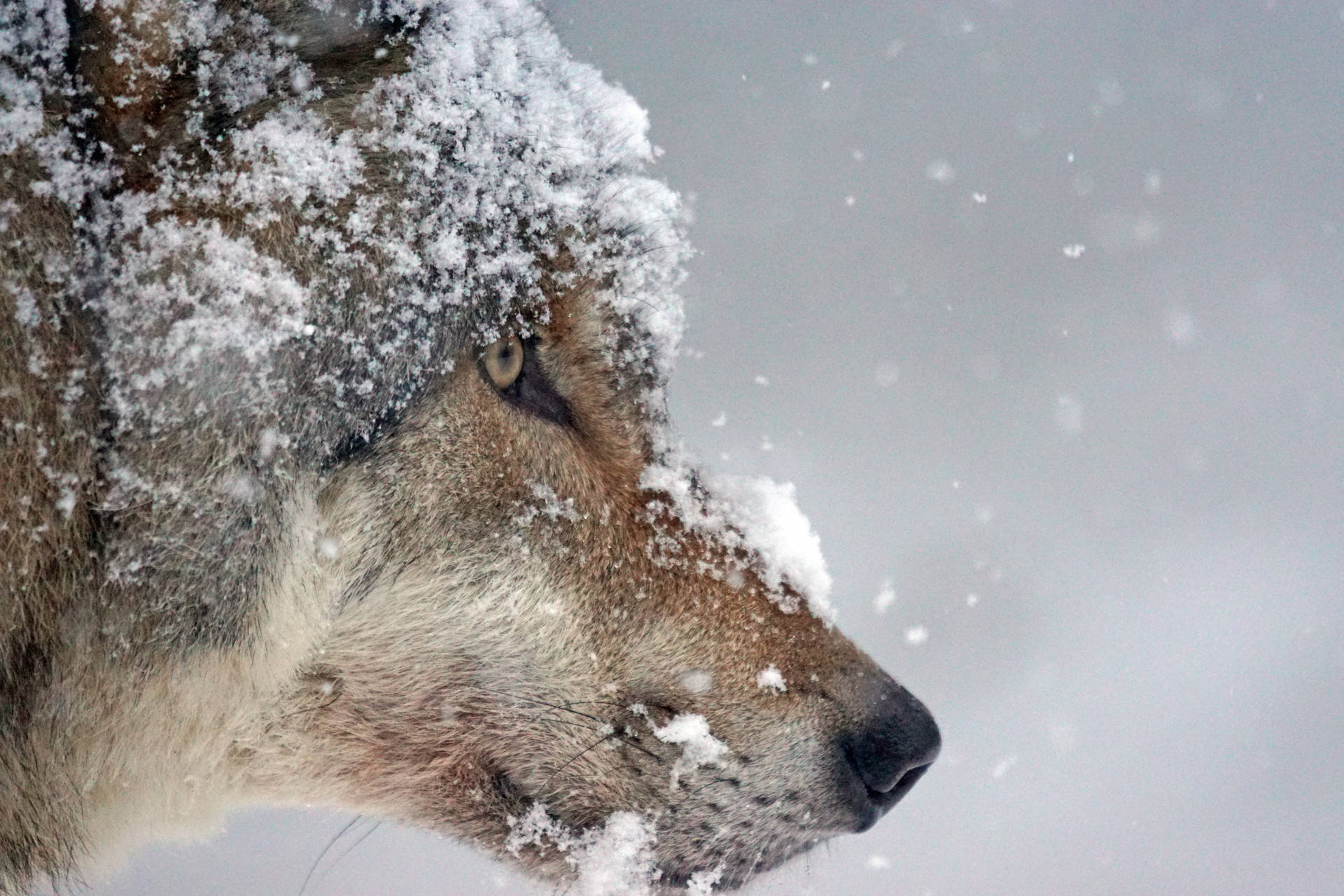 4k Ultra Hd Wolf With Snow Background