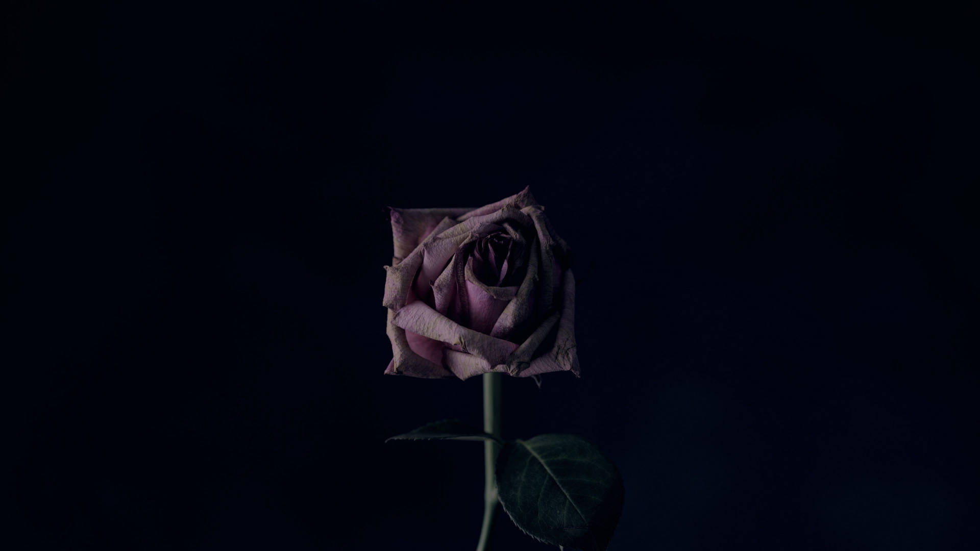 4k Withered Rose Background