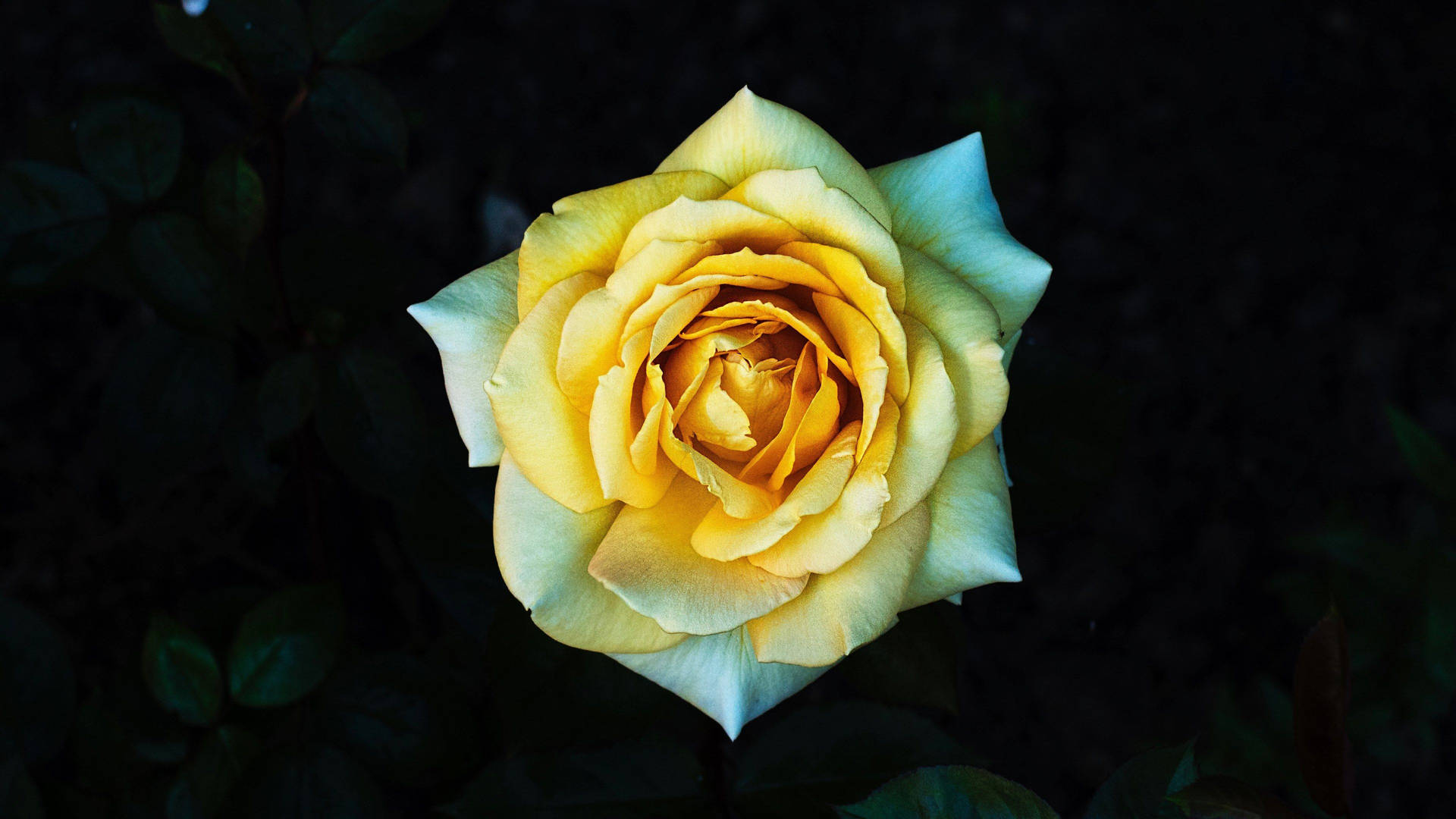 4k Yellow Rose Background