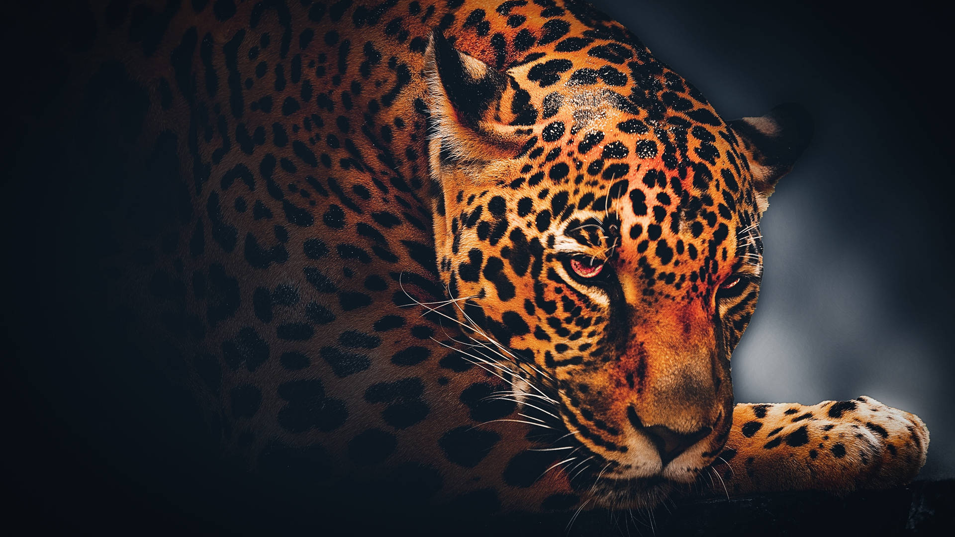 5k Hd Jaguar Background