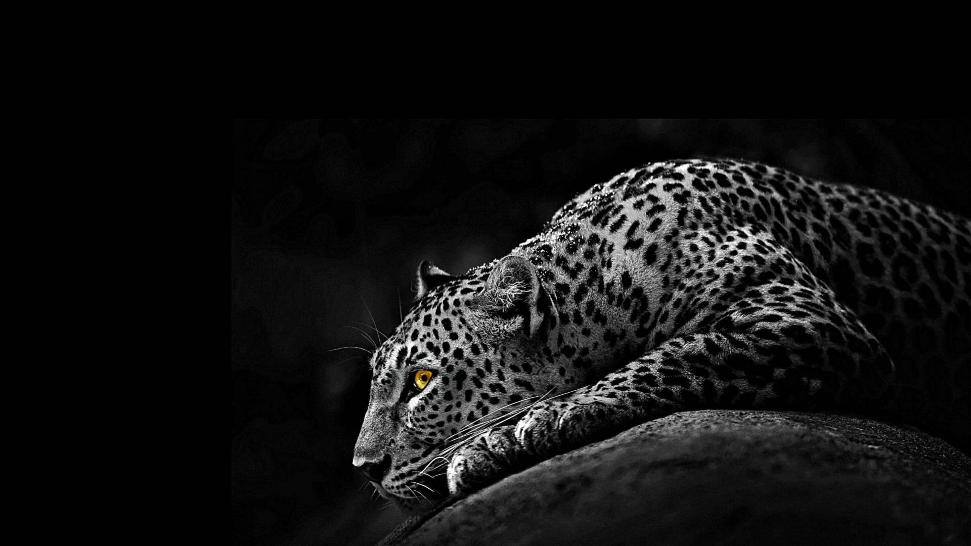 5k Hd Monochrome African Leopard Background