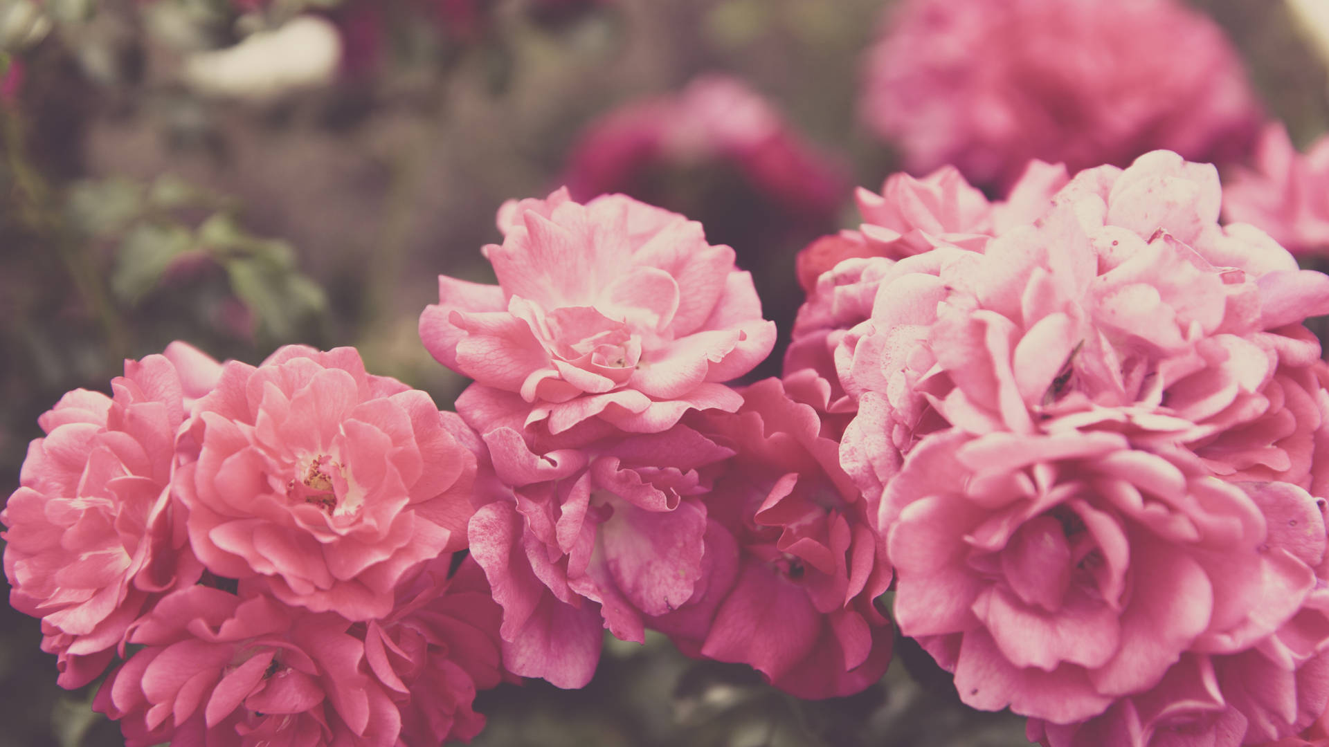 5k Hd Pink Roses Background