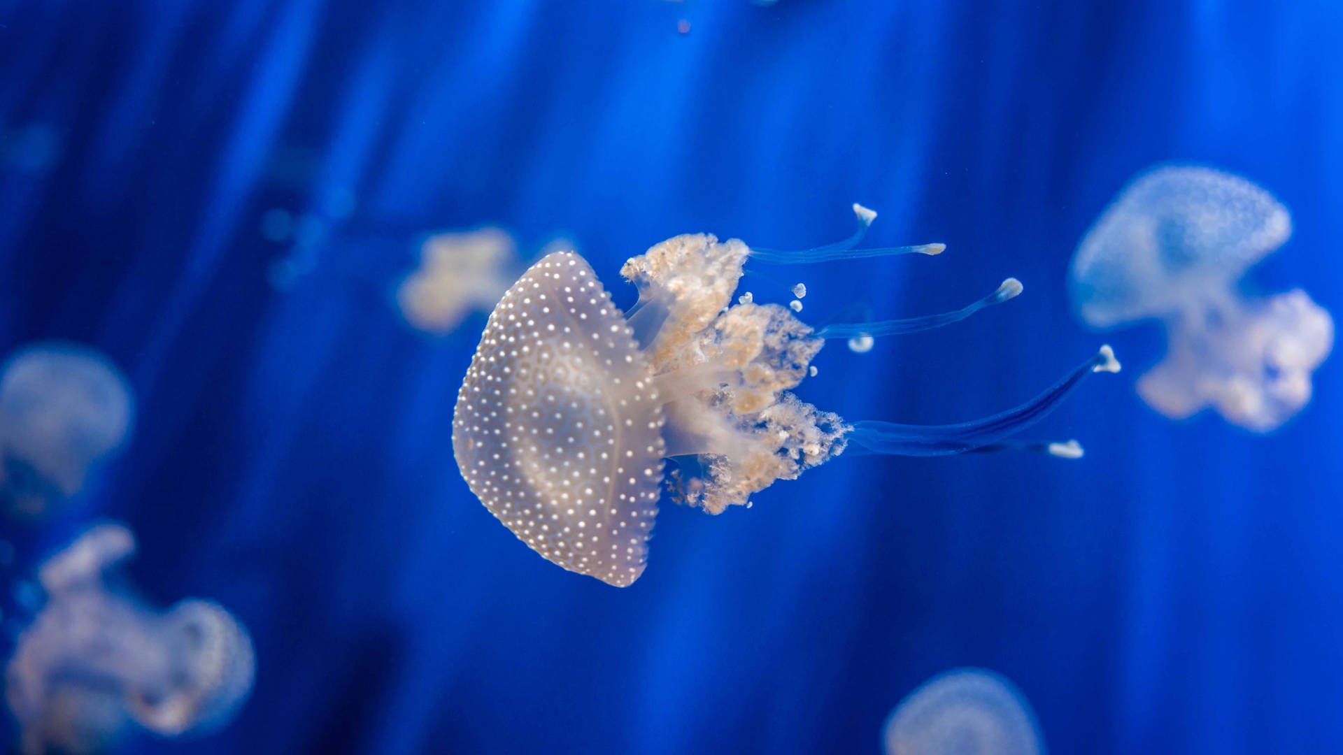 5k Hd White-spotted Jellyfish