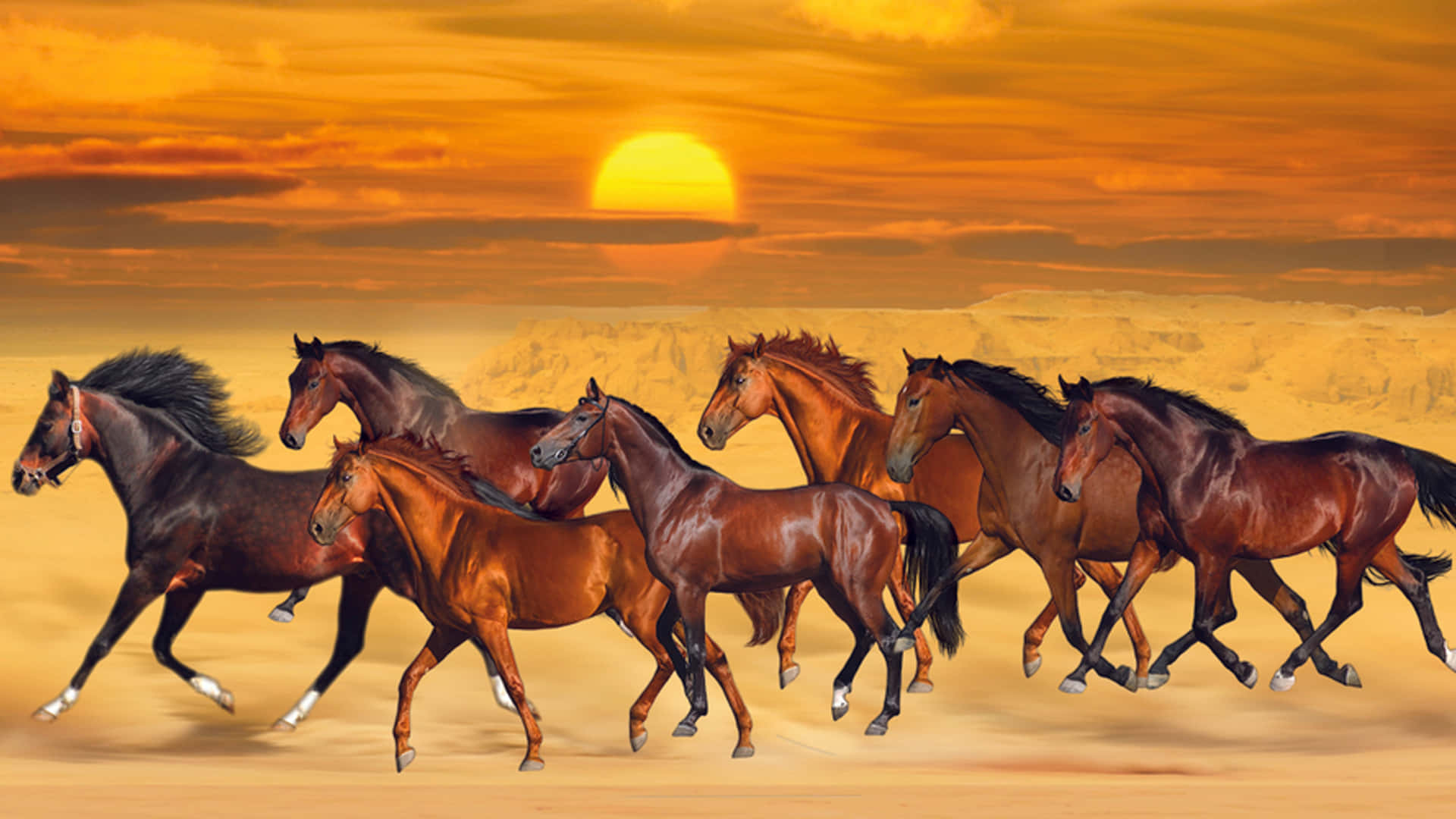 7 Brown Horses Walking On Sand Background