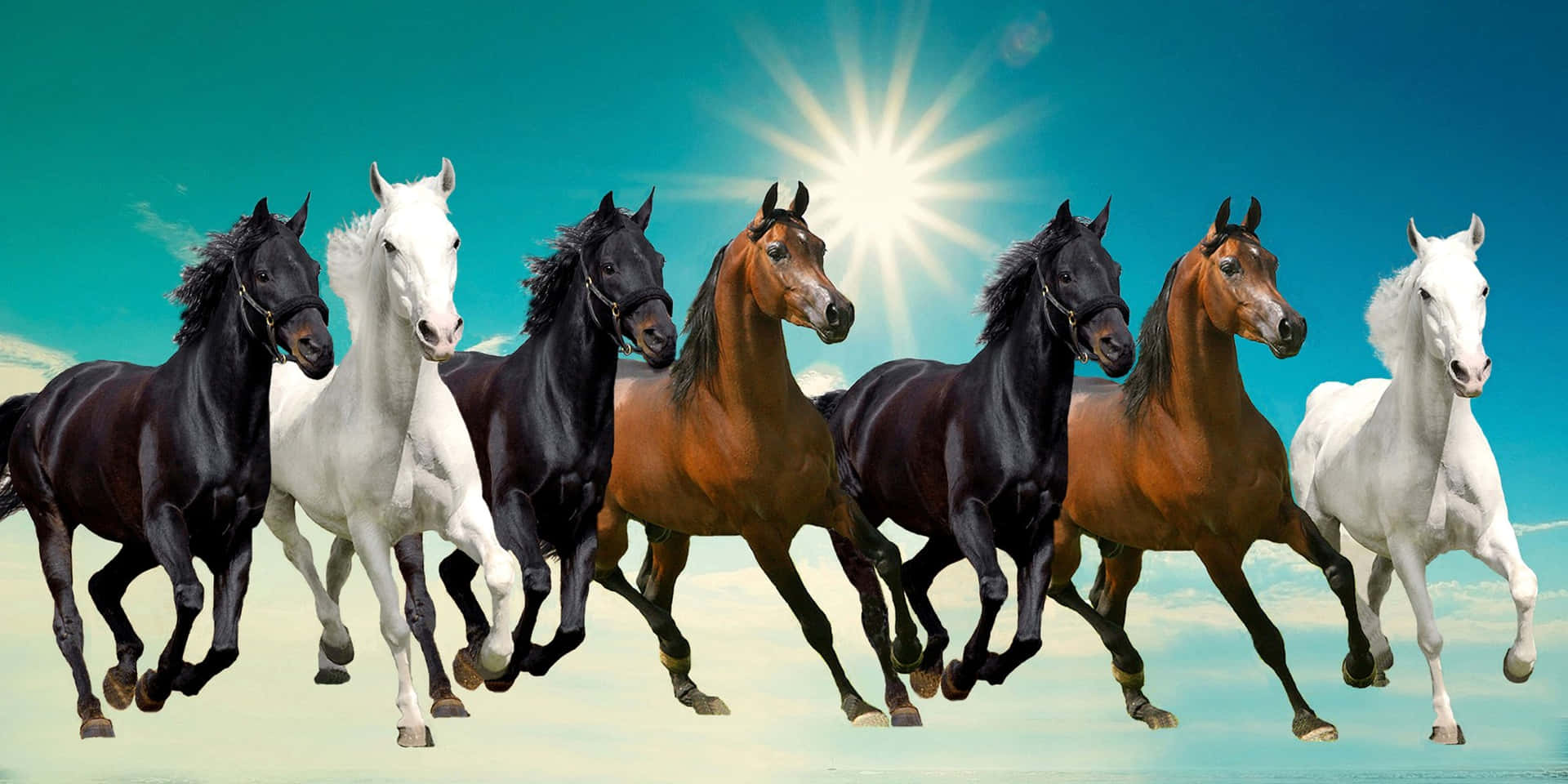 7 Horses In Brown, White, And Black