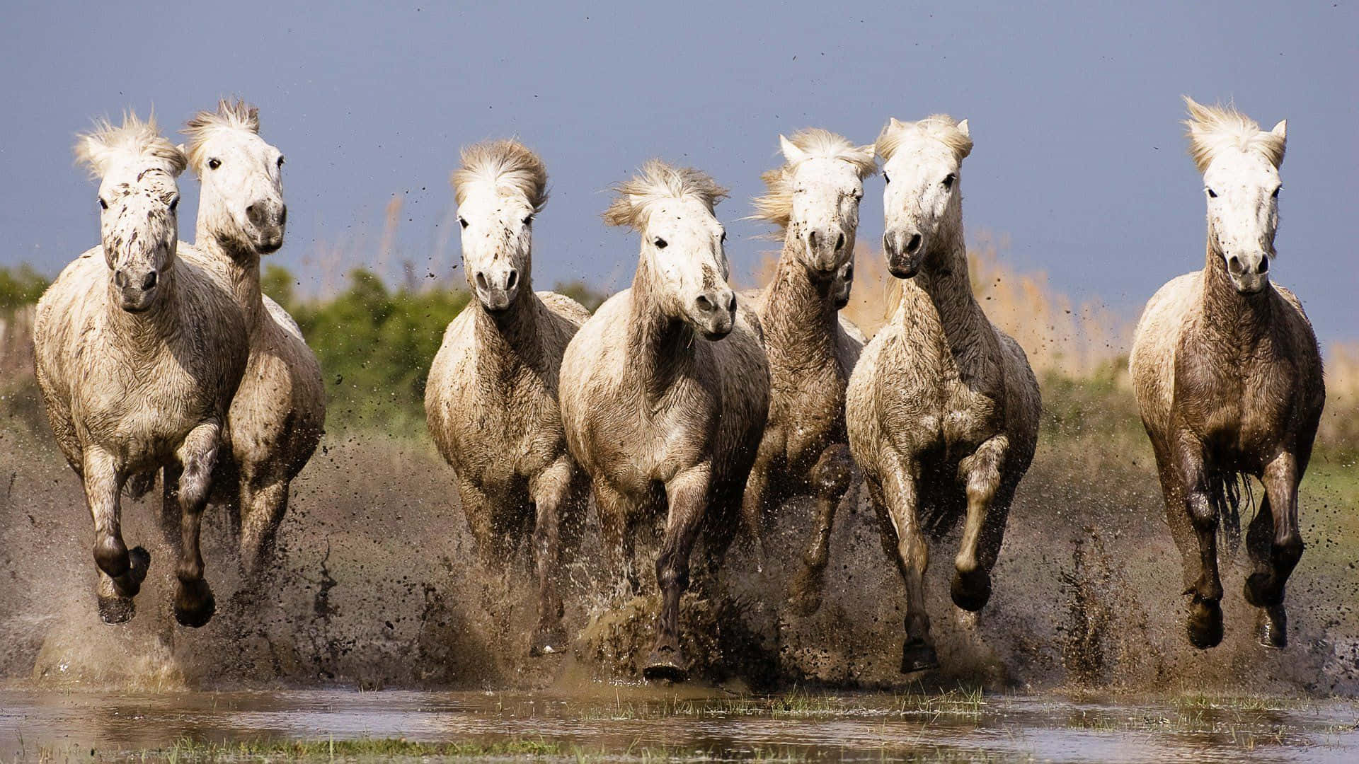 7 White Horses Run Across Mud Background