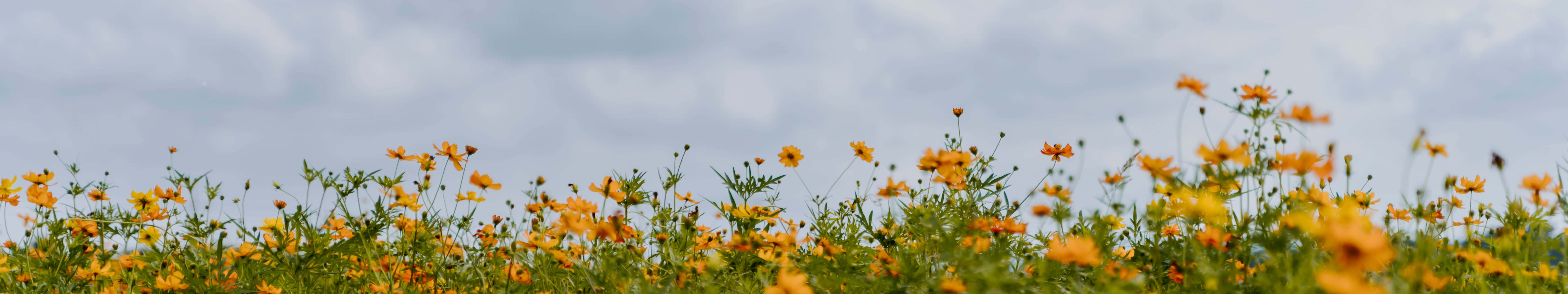 7680 X 1440 Flower Field Background