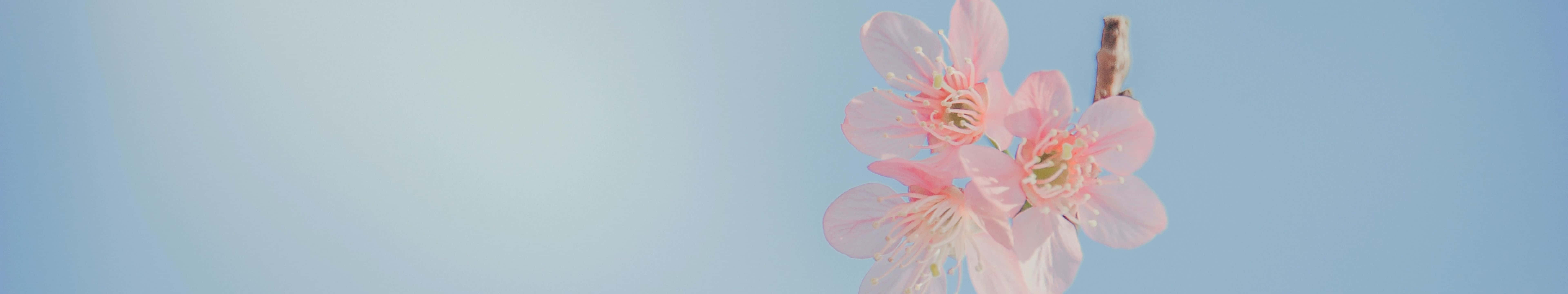 7680 X 1440 Pink Flower Background