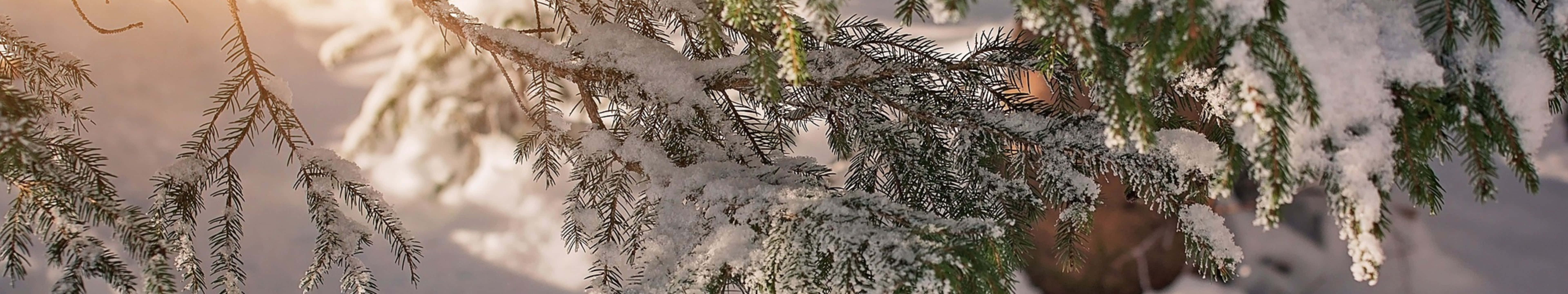 7680 X 1440 Winter Tree Background