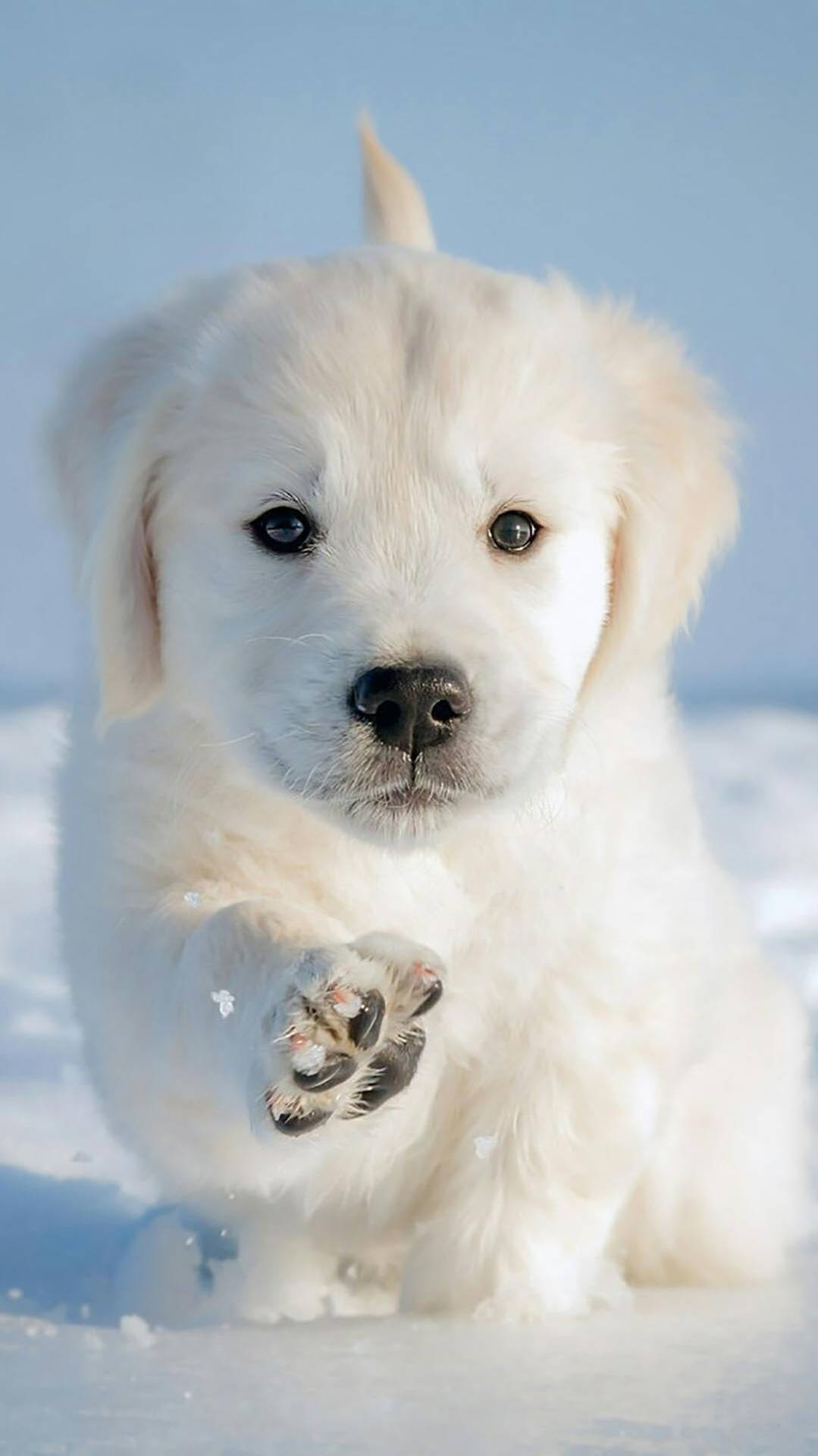 8k Iphone Golden Retriever Puppy On Snow Background