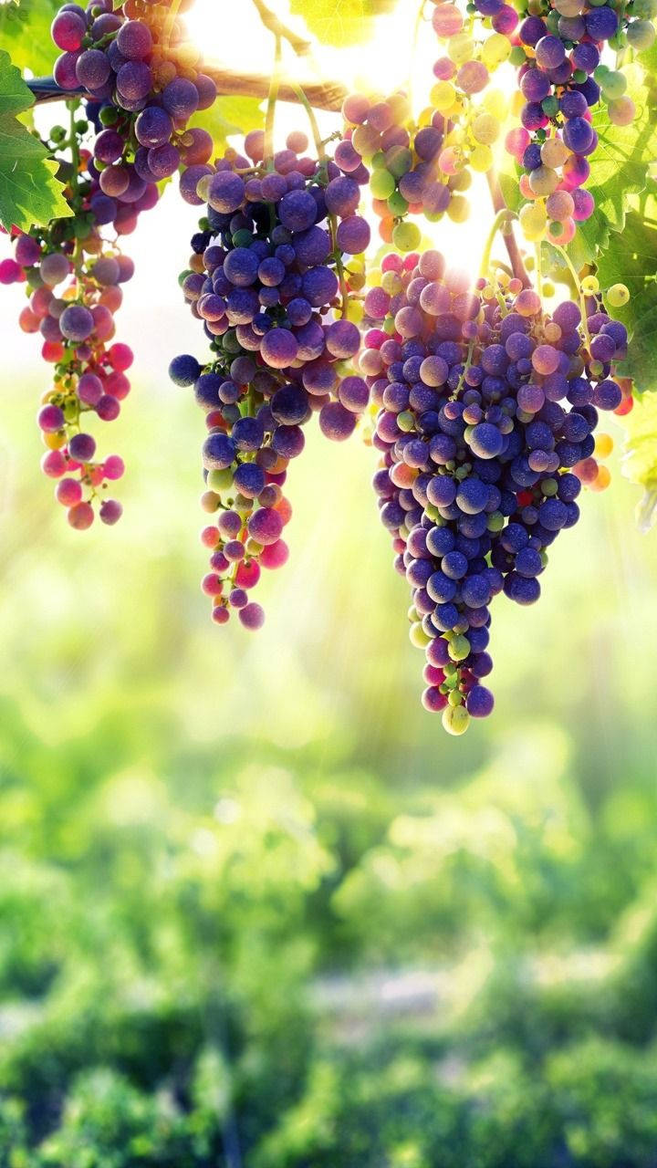 8k Iphone Hanging Grapes Background