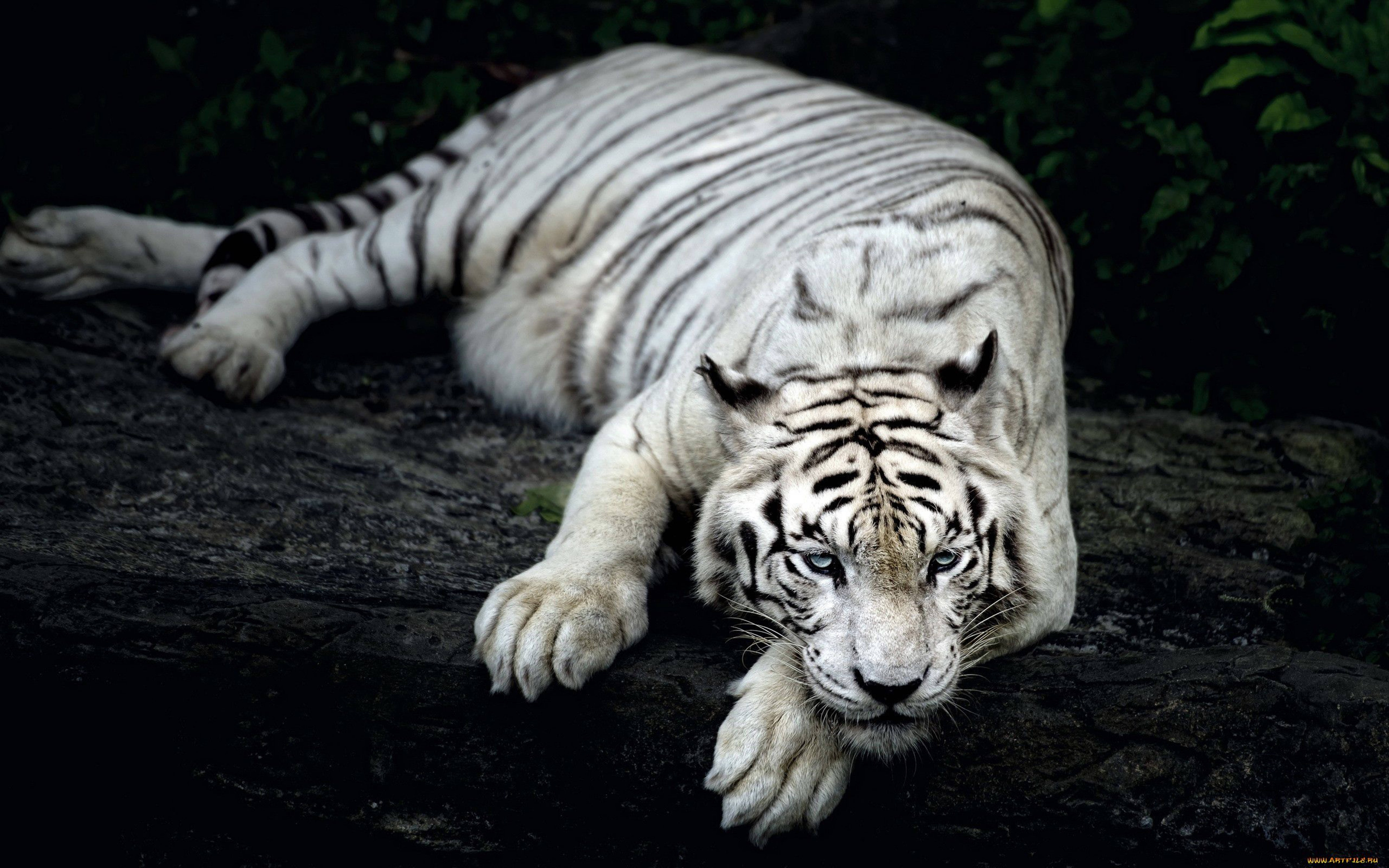 8k Tiger Uhd Ghost White Tiger