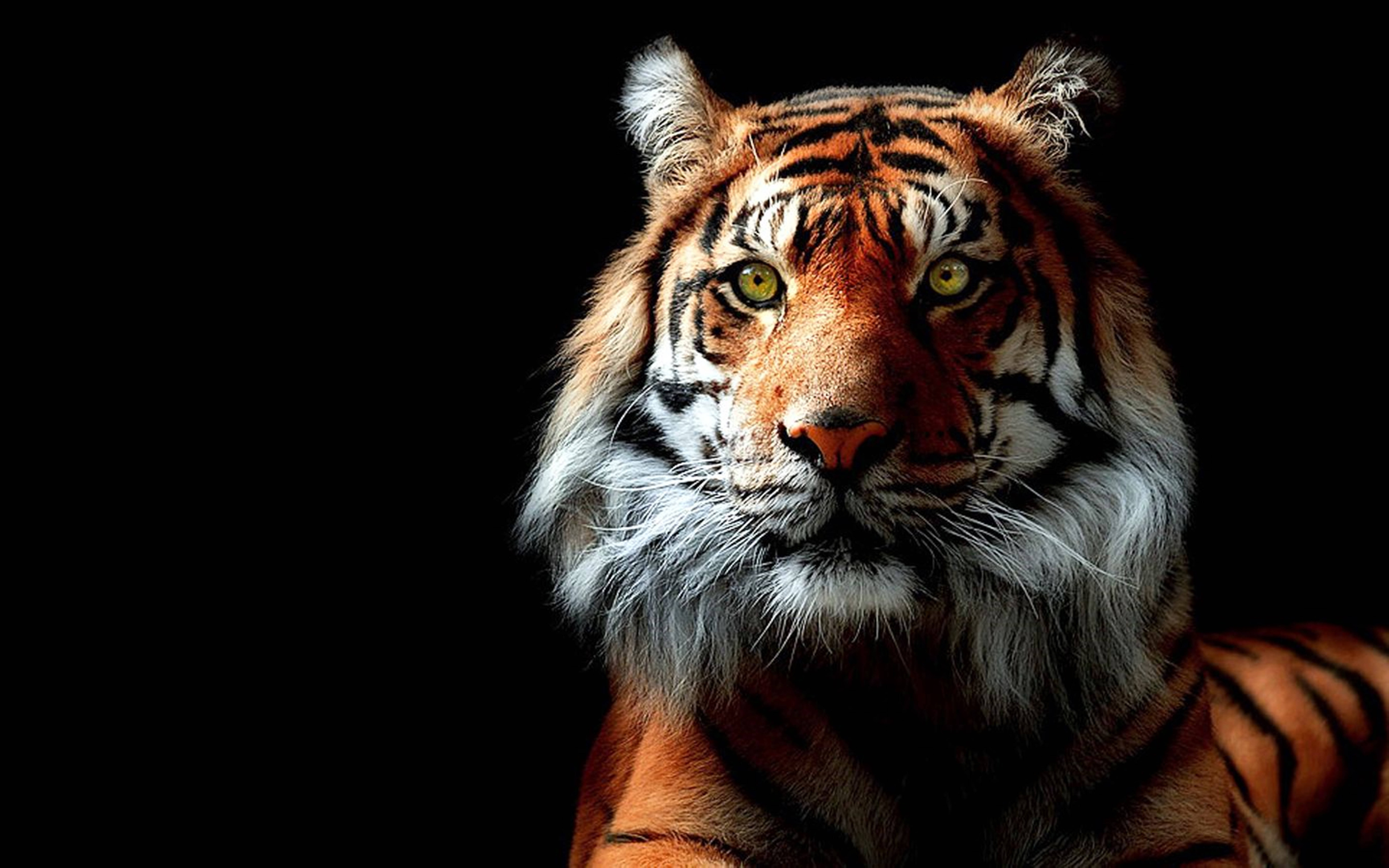 8k Tiger Uhd Wild Animal