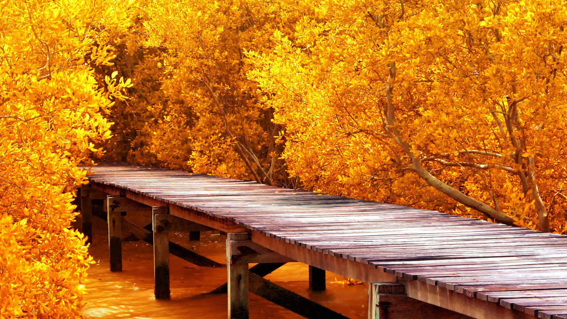 8k Ultra Hd Nature Autumn Bridge Background