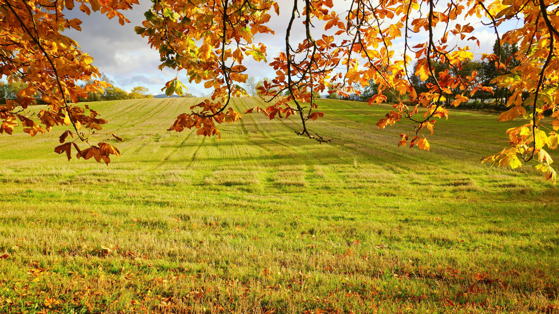 8k Ultra Hd Nature Flattened Field Background