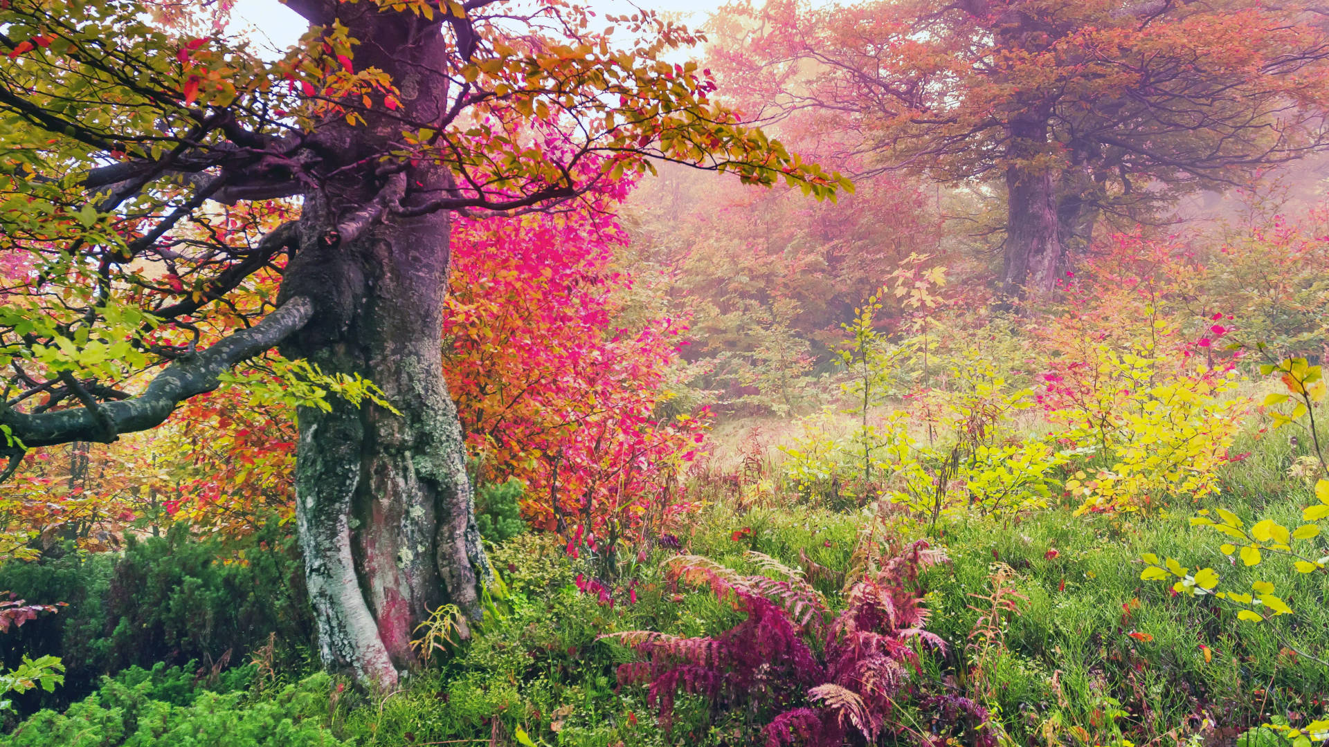 8k Ultra Hd Nature Flowery Forest Background