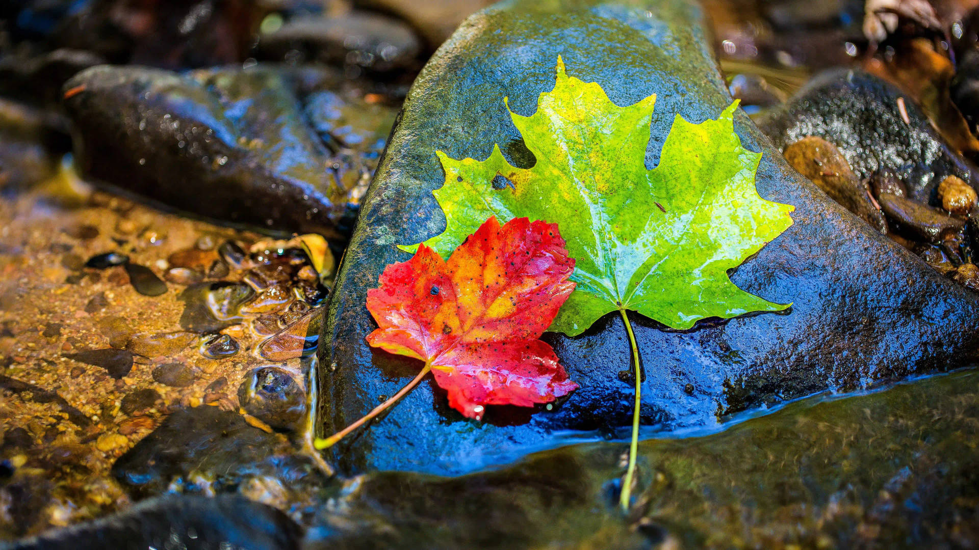 8k Ultra Hd Nature Leaves On Rock Background