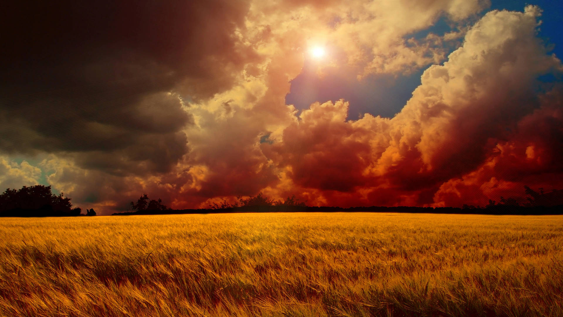 8k Ultra Hd Nature Wheat Field Background