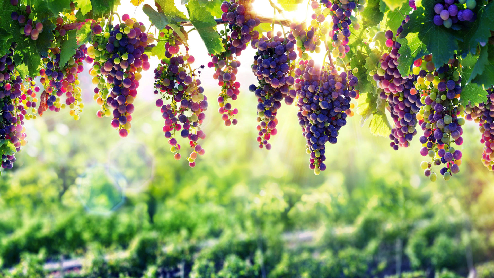 8k Ultra Hd Purple Grapes Cluster Background
