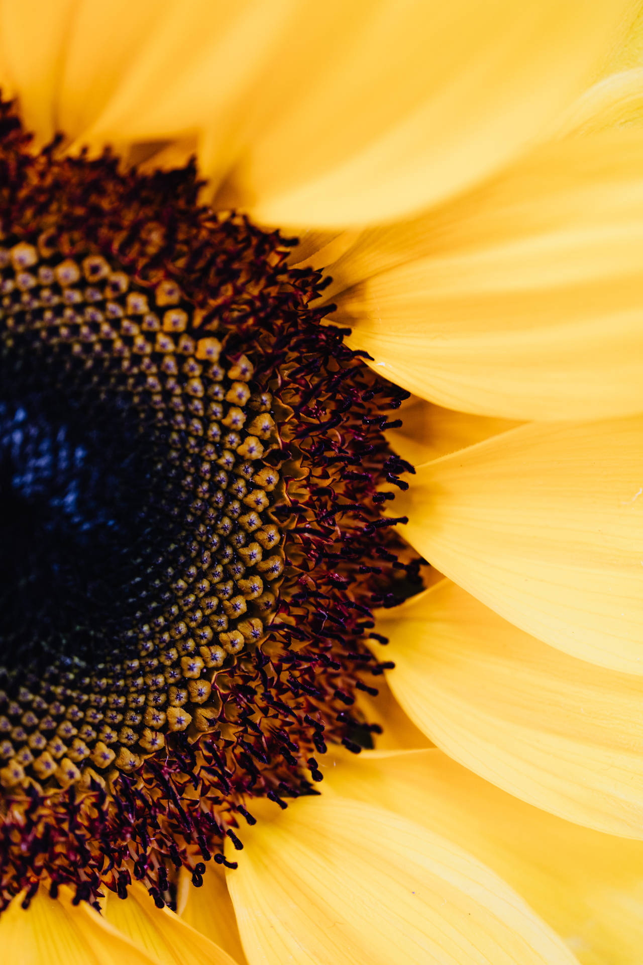 A 4k Iphone 6 Plus Sunflower Close-up Background