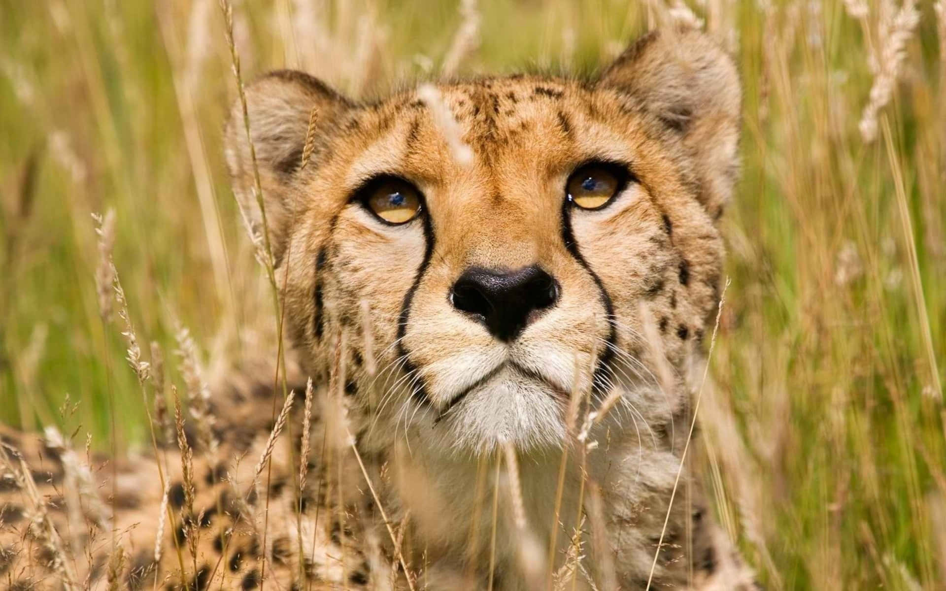 A Baby Cheetah Exploring Its New Home