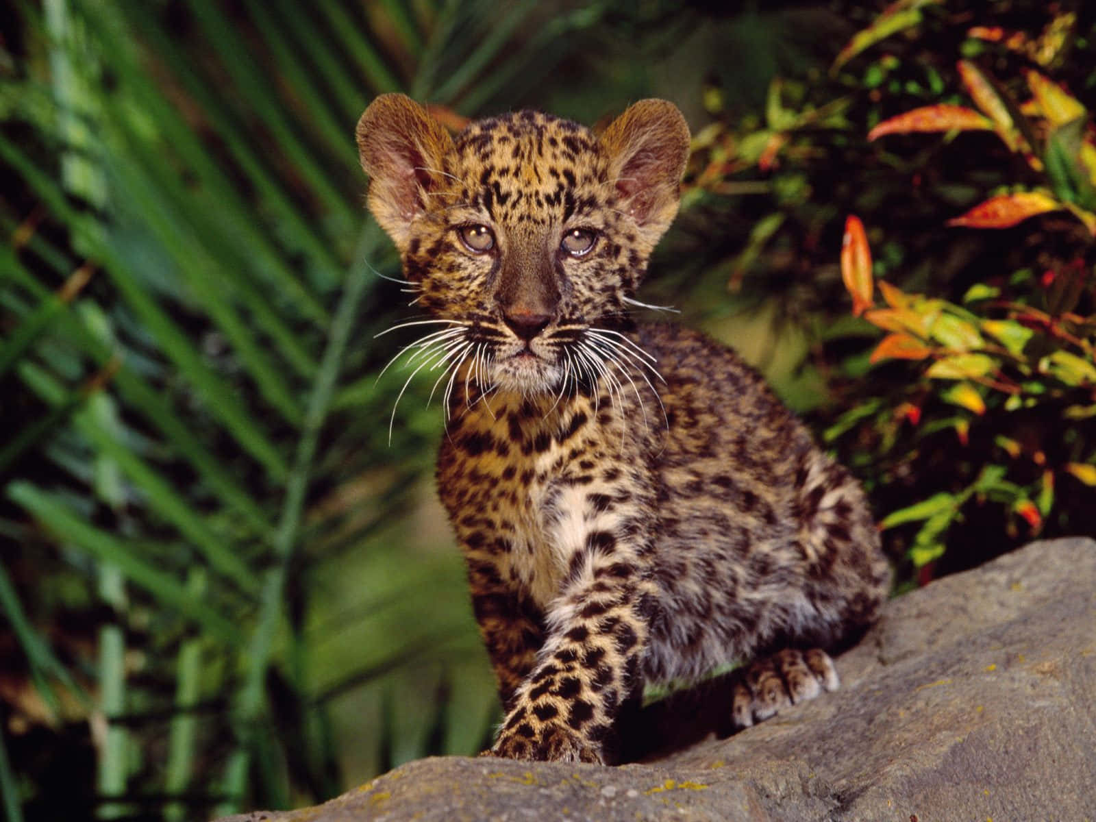 A Baby Cheetah Gazing Into The Distance Background