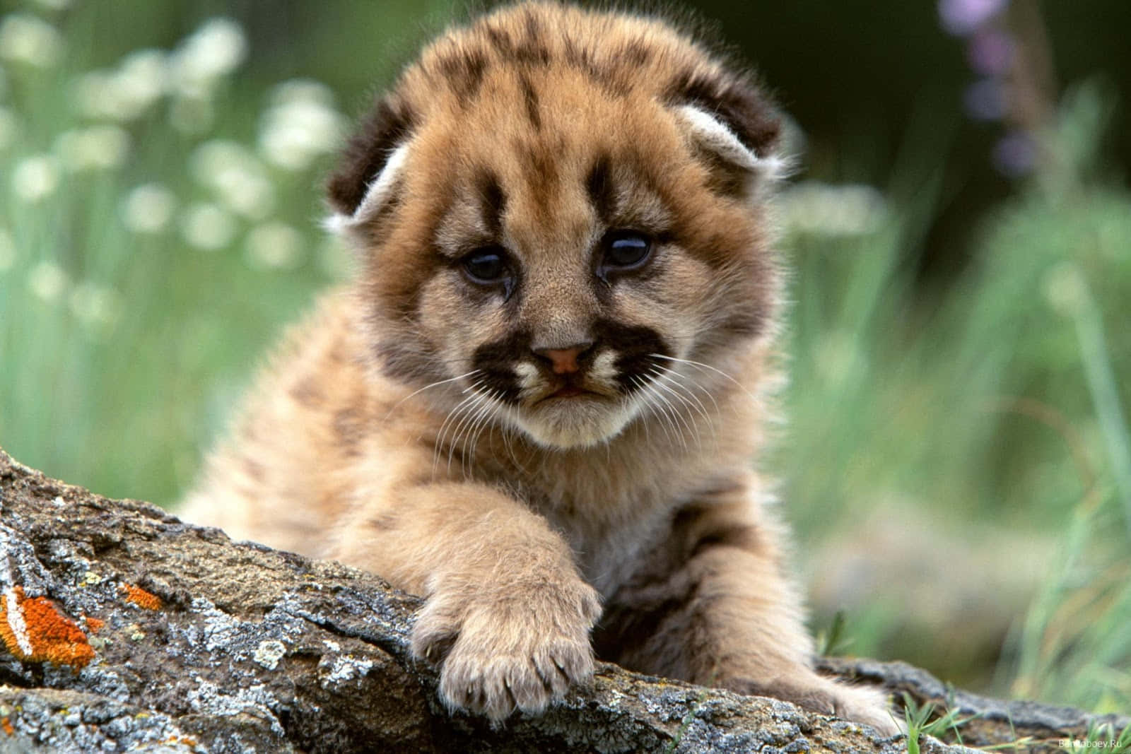 A Baby Cheetah Looks On Curiously Background