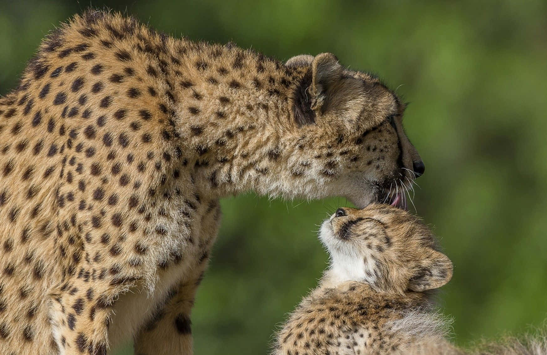 A Baby Cheetah Stalking Its Prey